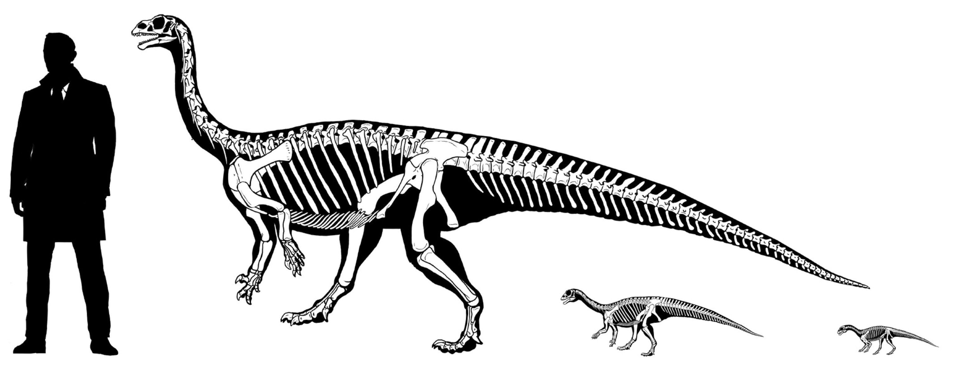 a mussaurus