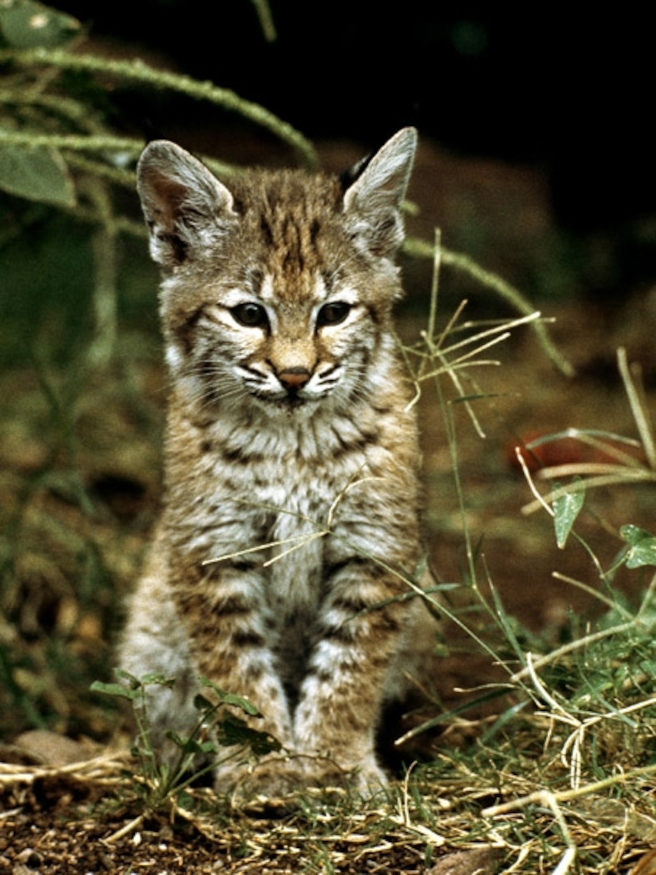 A bobcat kitten in the wild