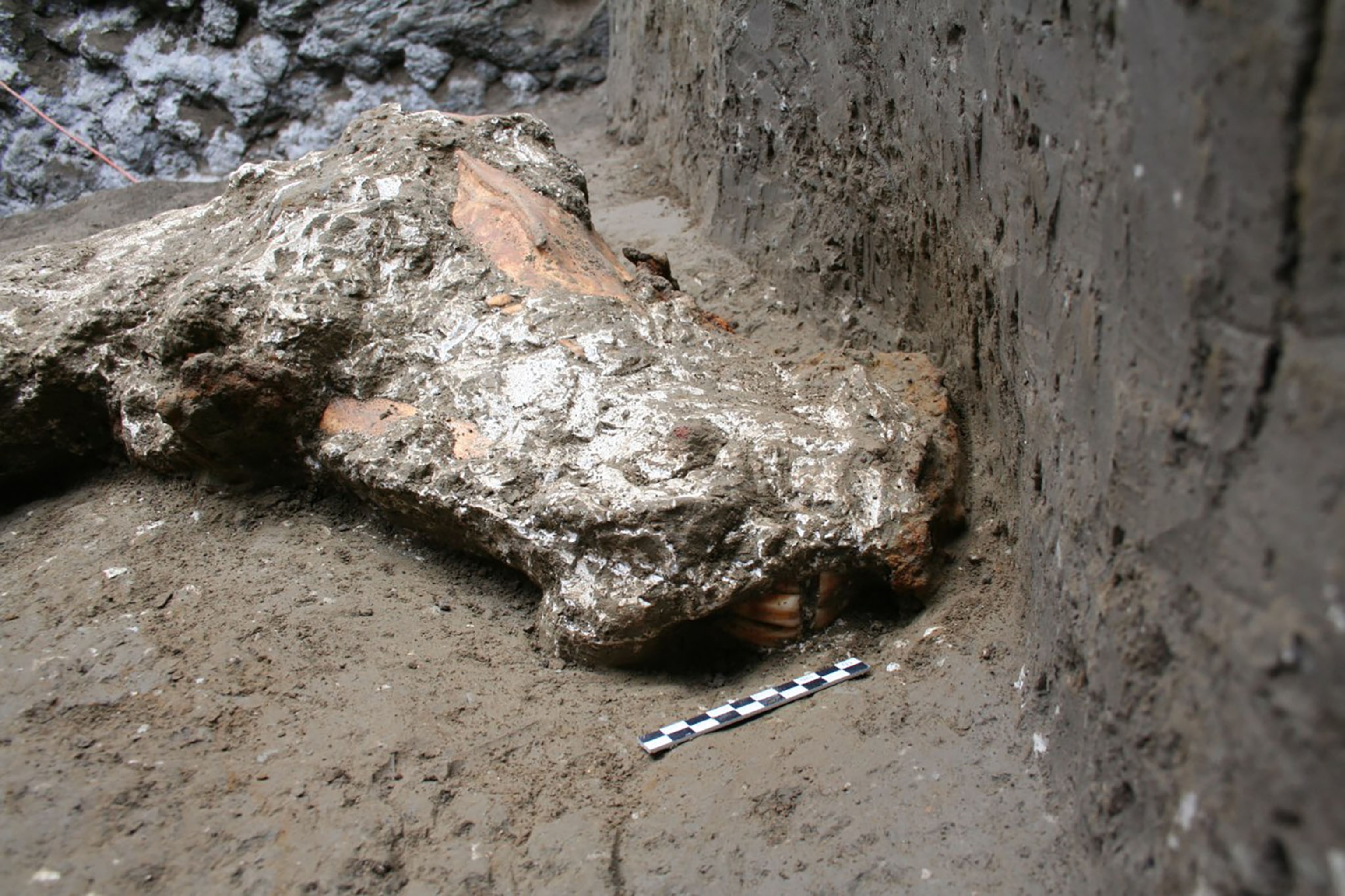 Pompeii horse head