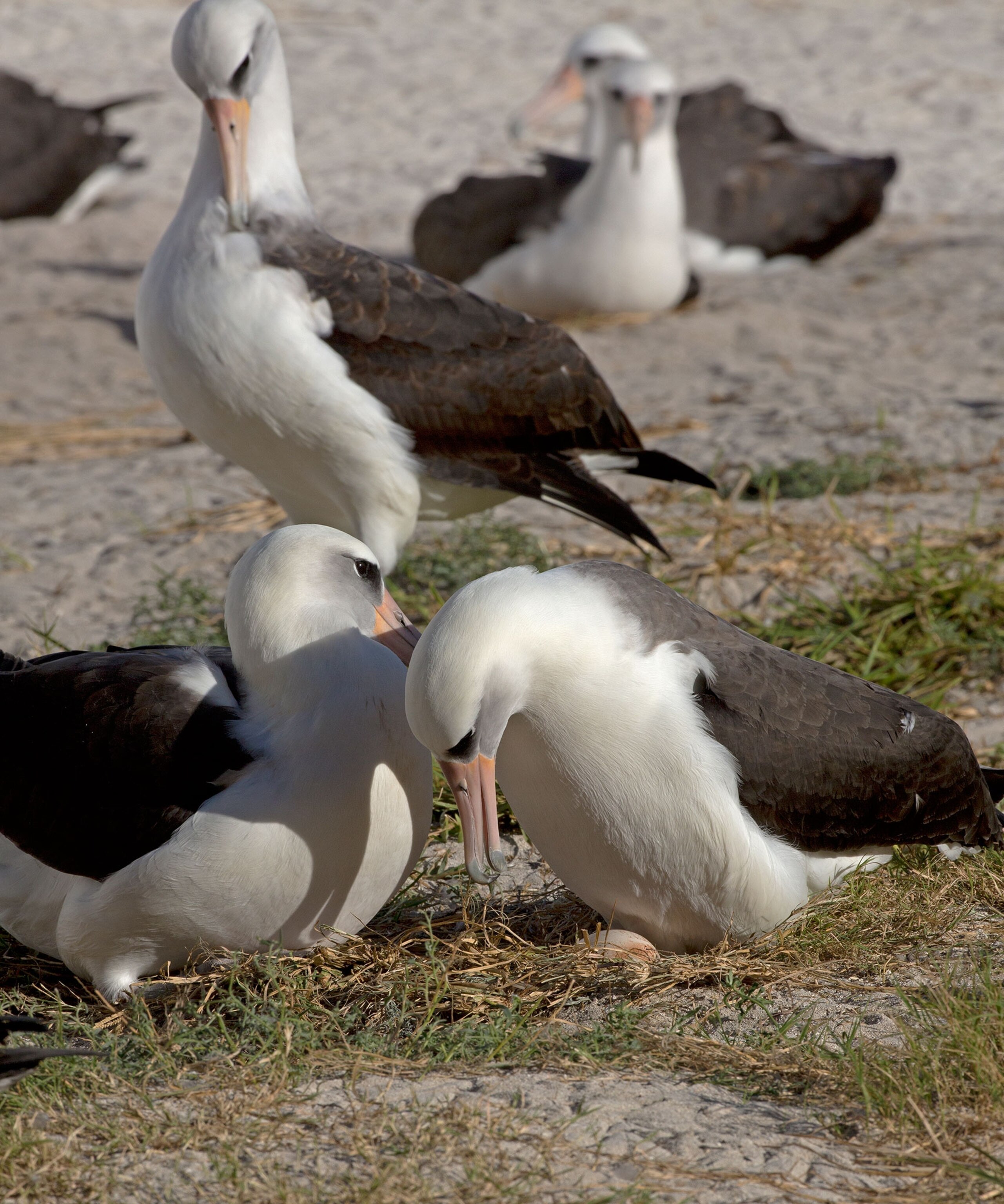 Wisdom the albatross talking to egg