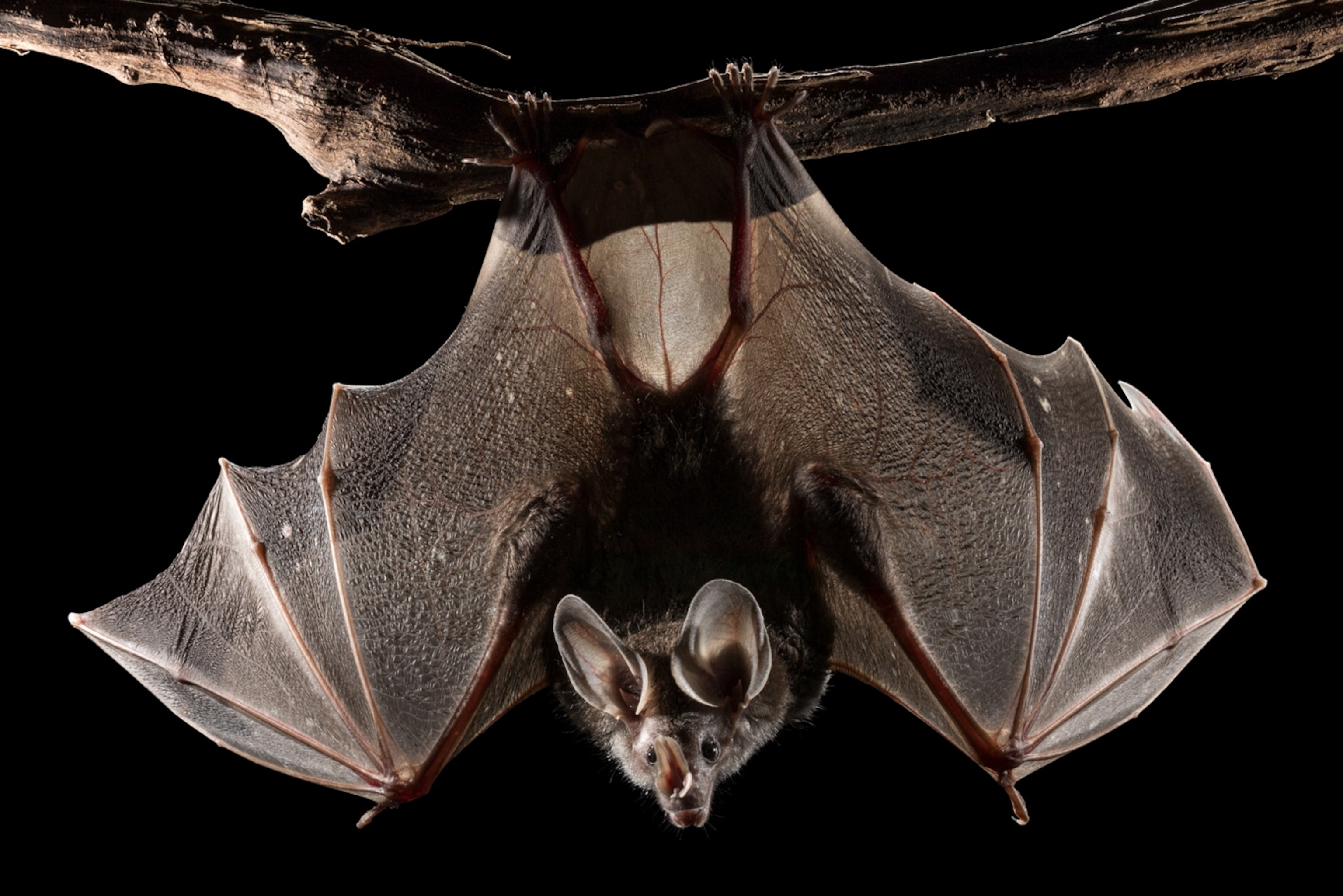 a vampire bat preparing for an attack