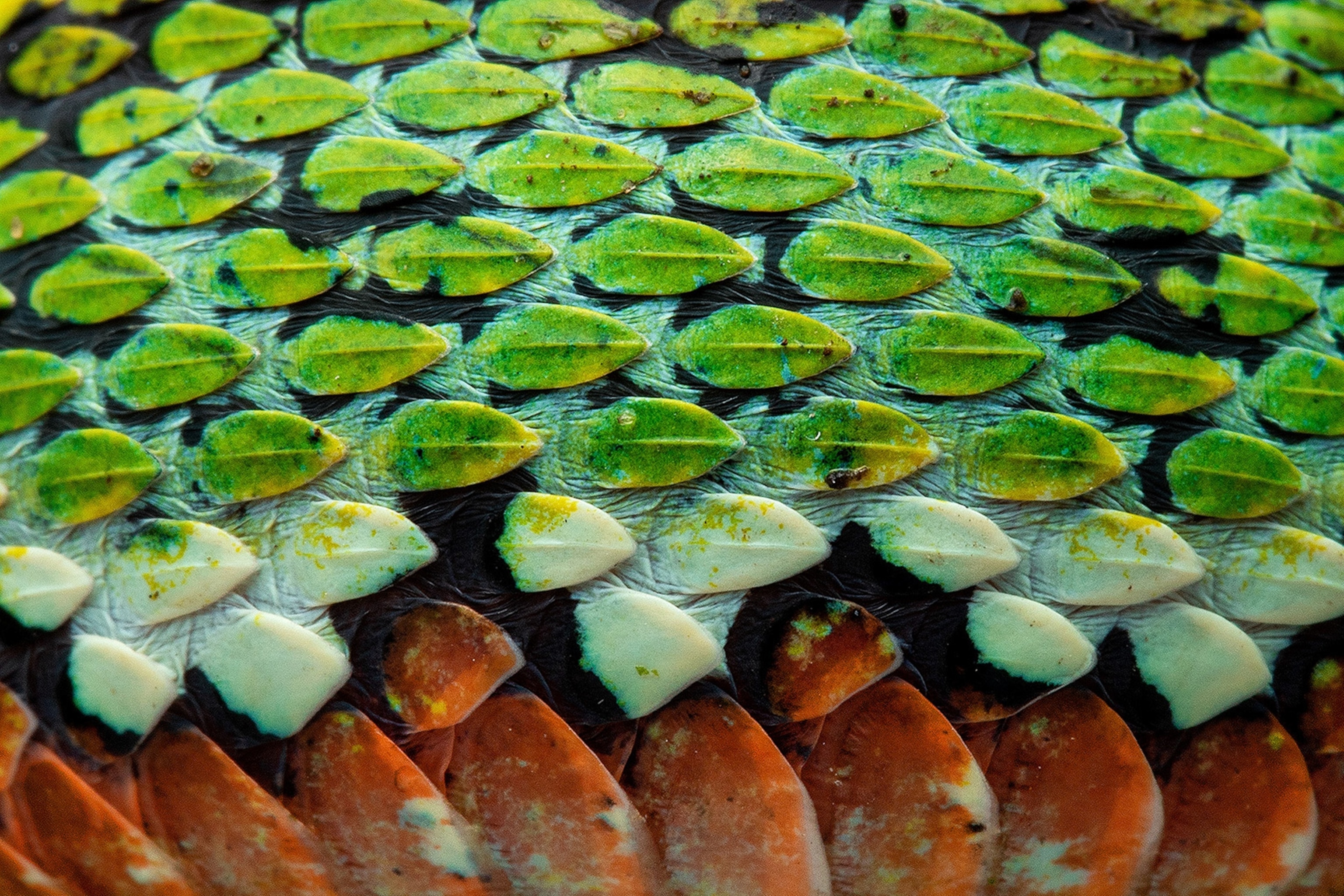A close-up of green scales growing from a turquoise and blue snake skin. Towards the bottom, the scales get bigger and are colored red, which represents the belly of the snake.