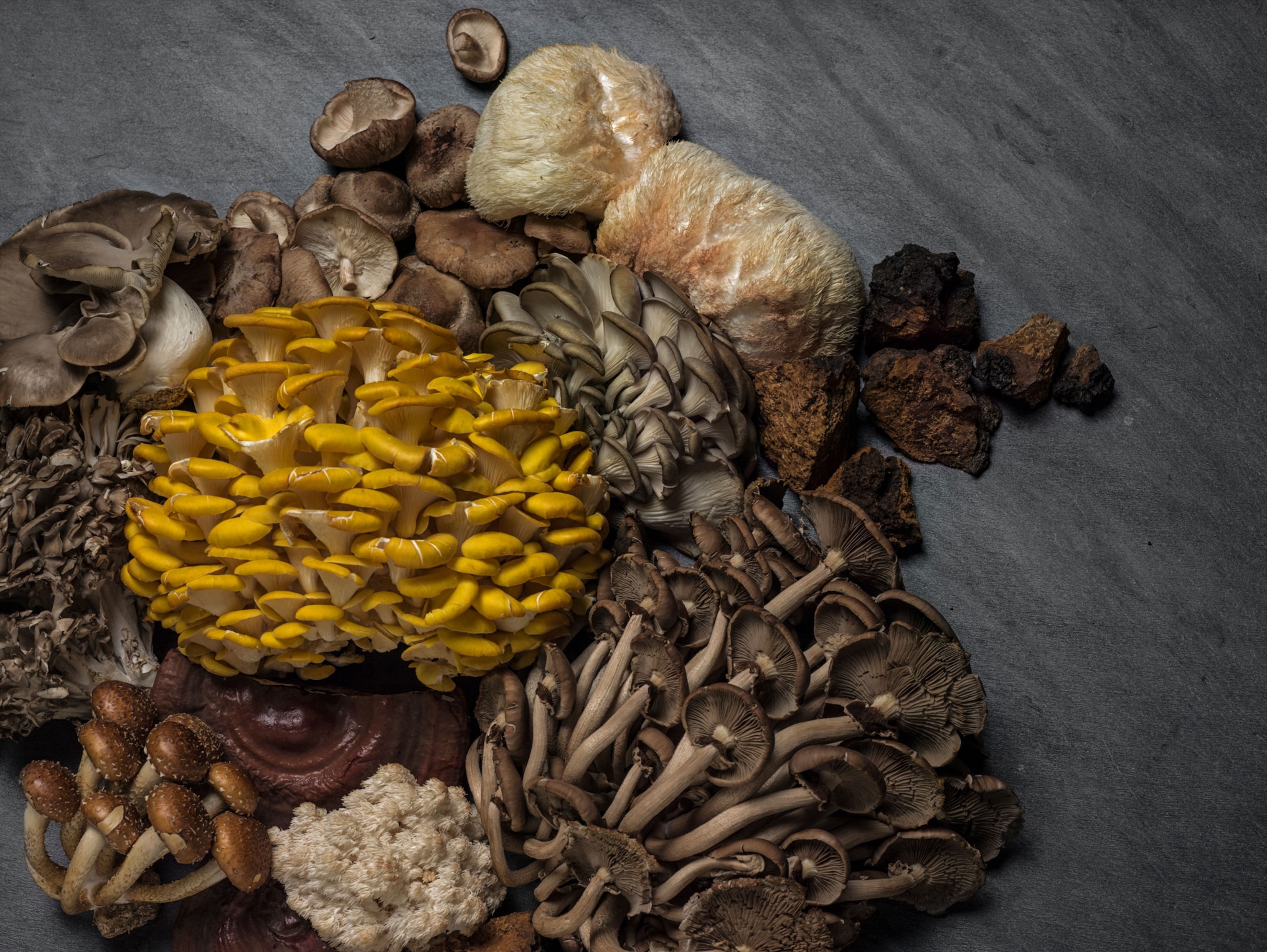 a variety of fungi on a grey backdrop