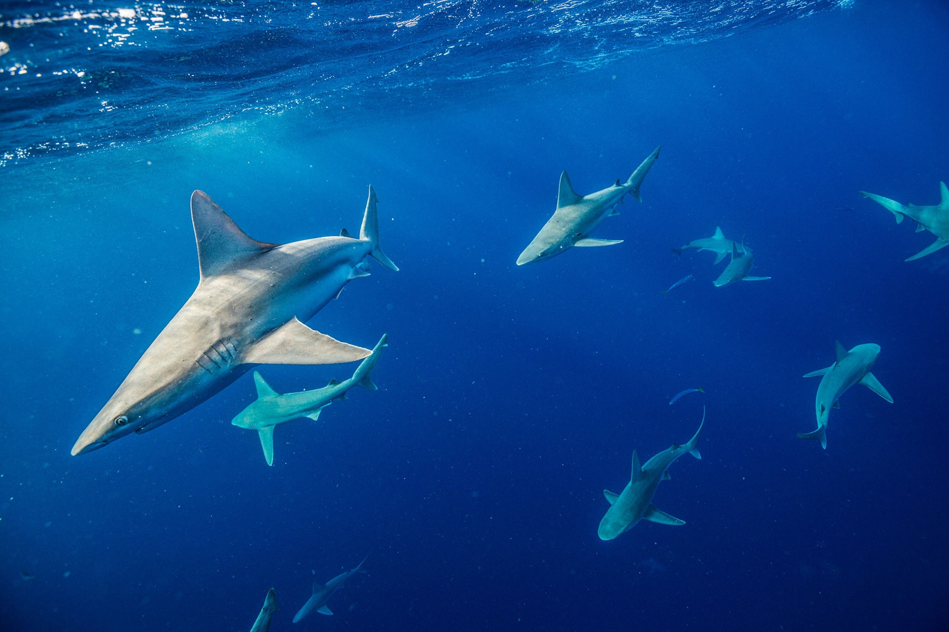 a sandbar shark
