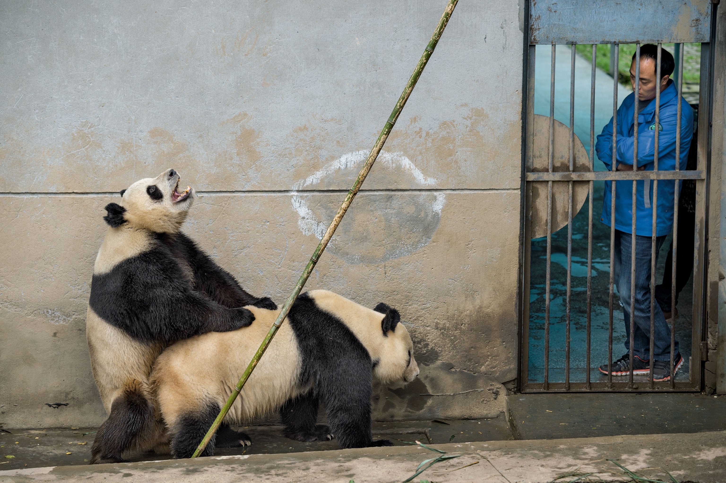 pandas mating at Bifengxia