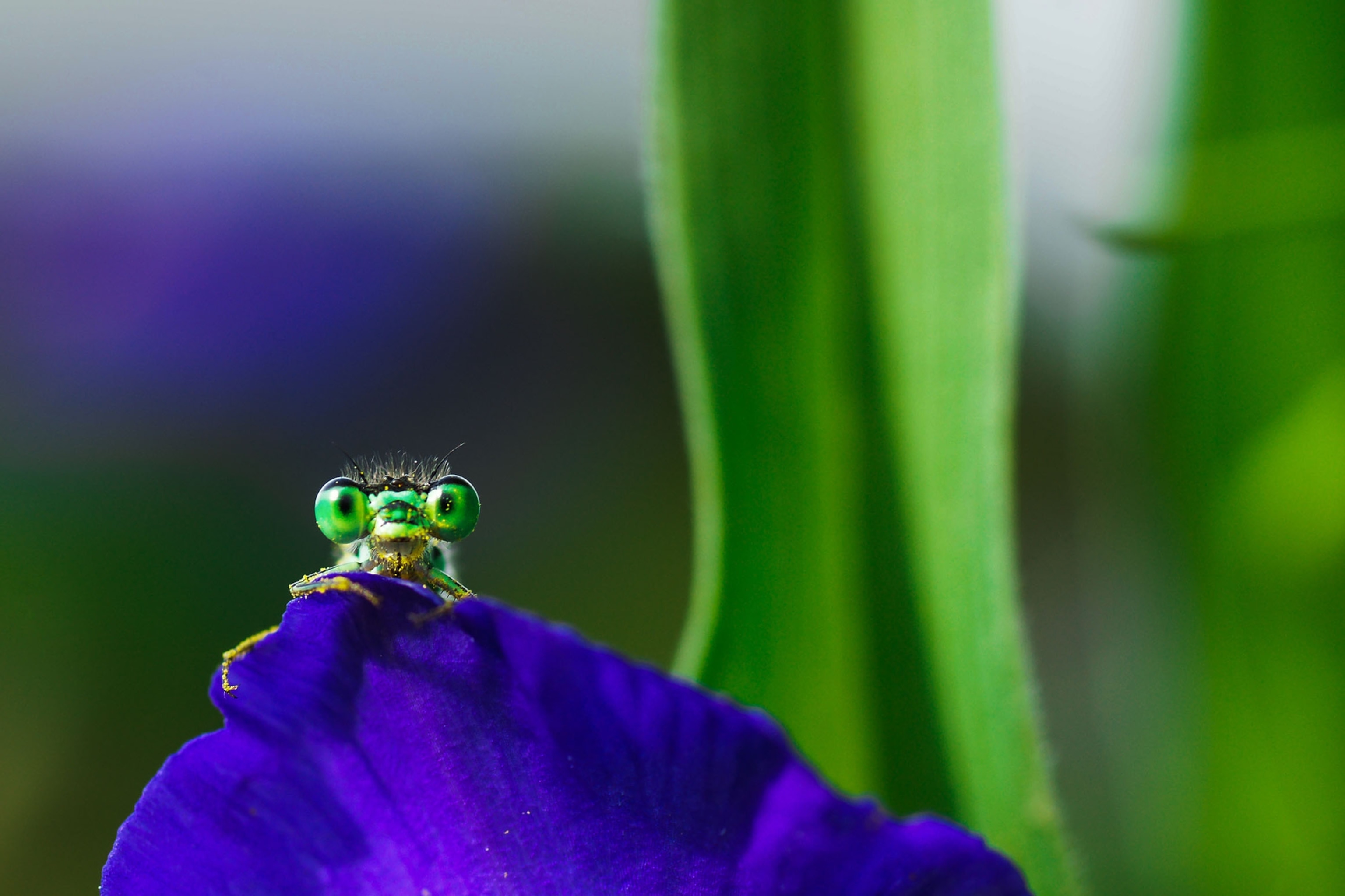 insect on indigo-blue flower petal.