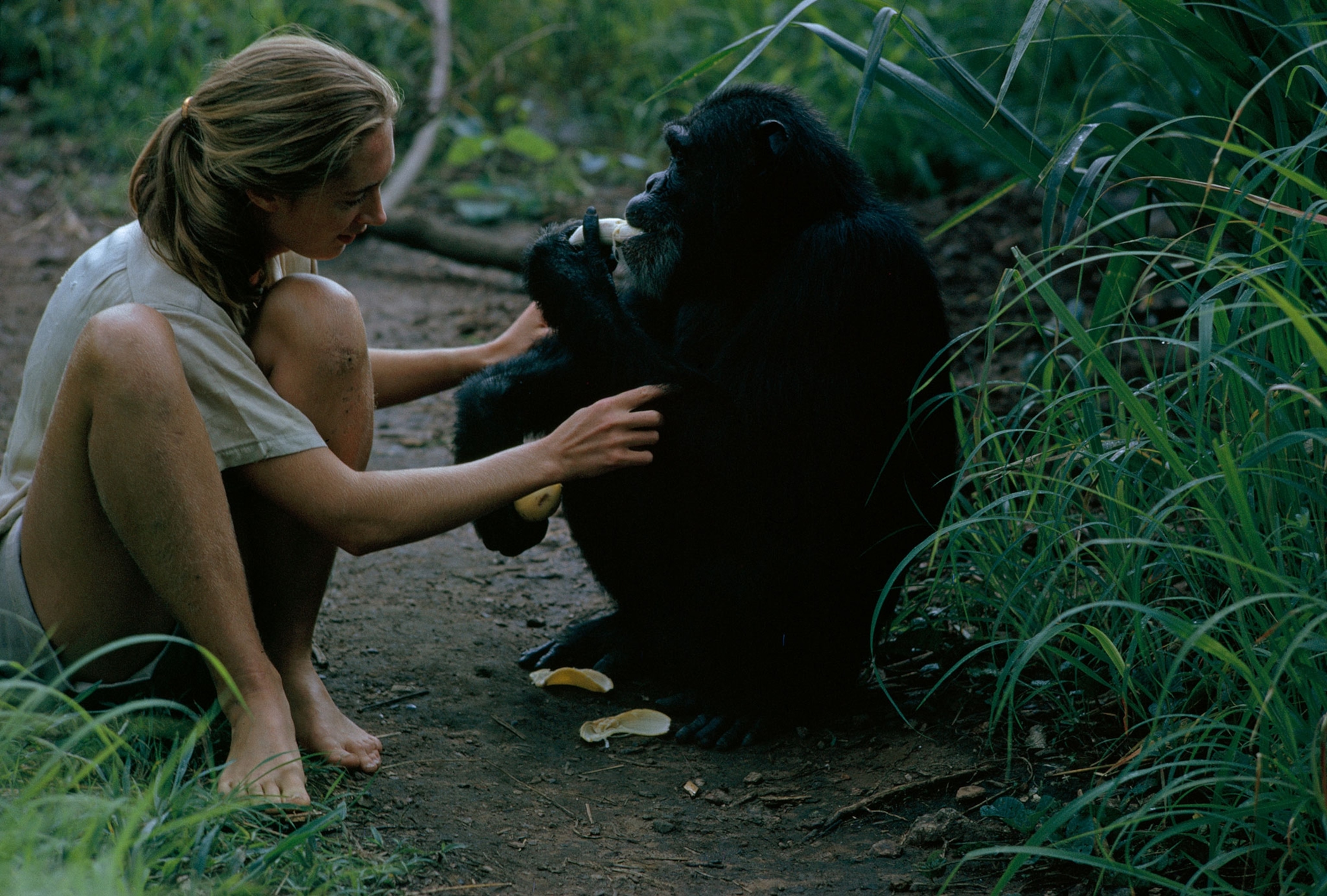Jane Goodall grooming a chimpanzee