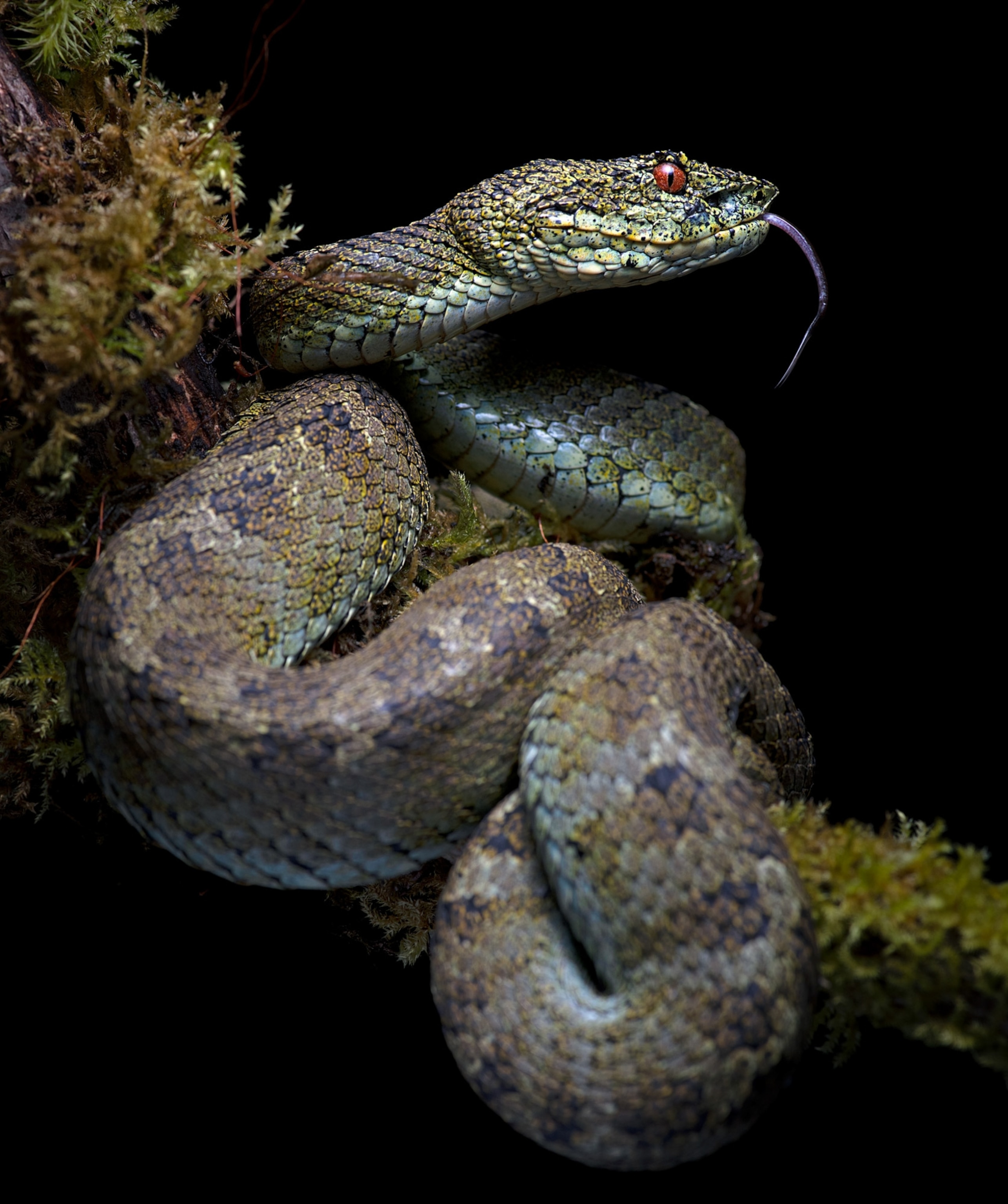 A grey, green, and purple iridescent snake curls around a mossy tree branch against a black background. It has spiky scales above its red eyes.