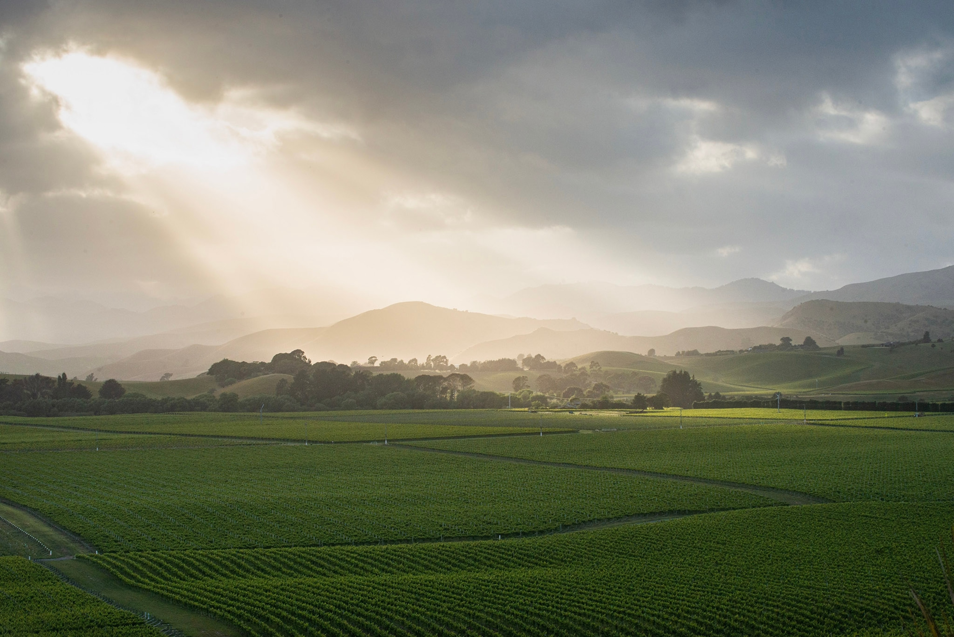 Vineyards in the Marlborough region of New Zealand, December 2022. A road trip in the country's South Island offered perfect wines, stunning views, intimate restaurants and the chance to make a pilgrimage to a salmon Shangri-La.