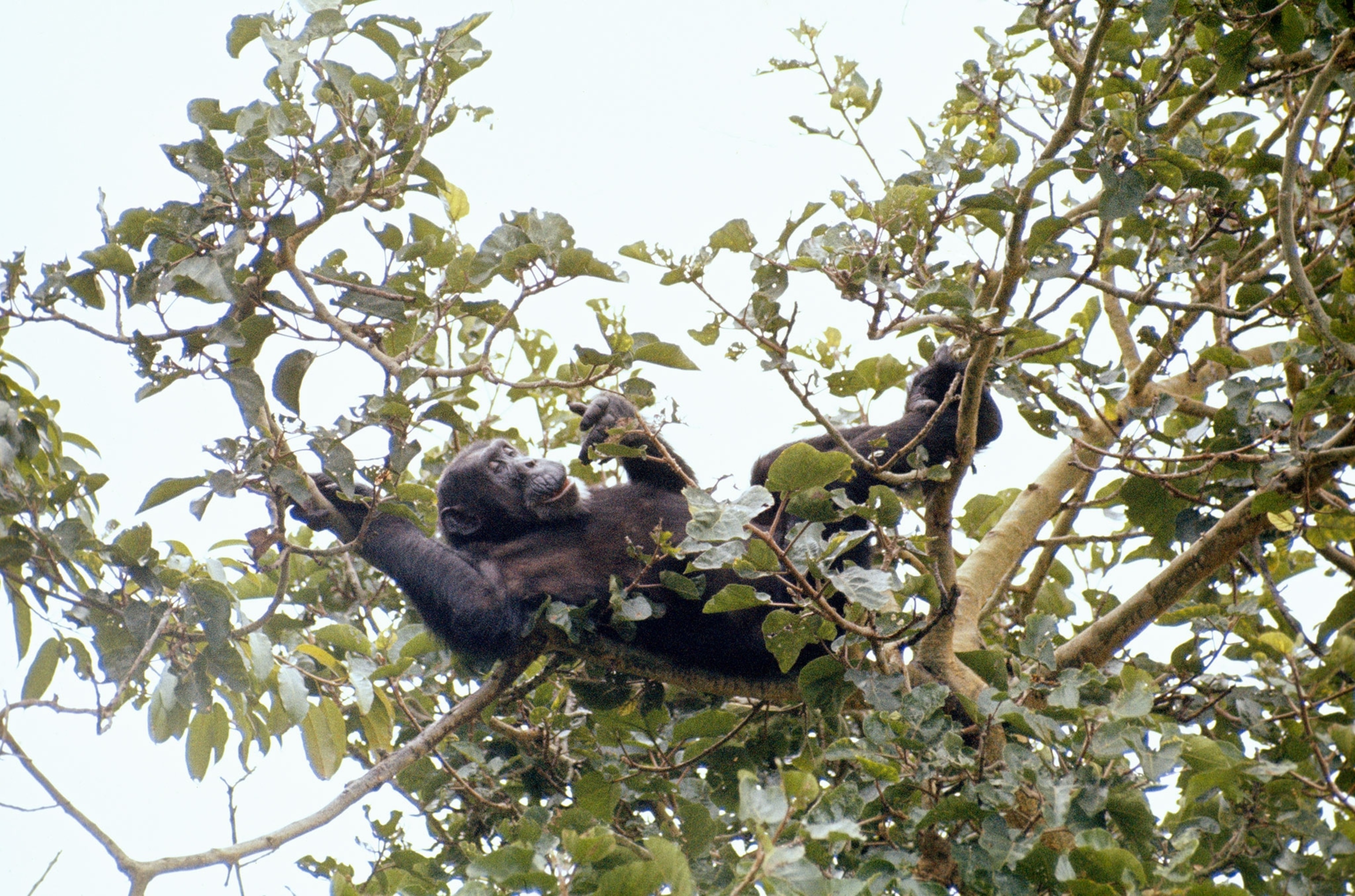 a chimpanzee in a tree