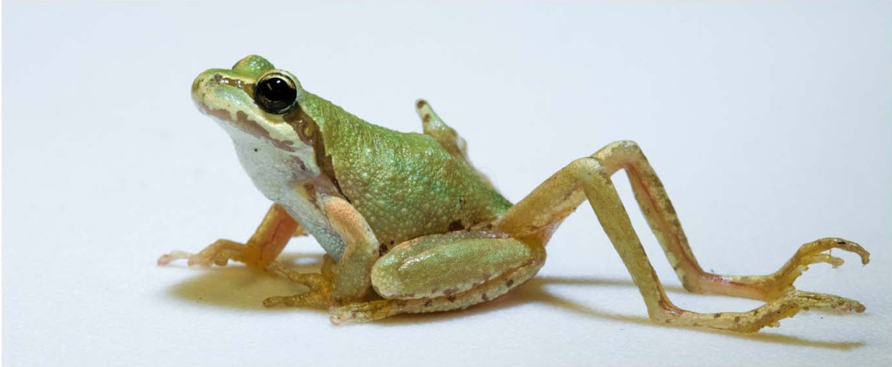 a frog