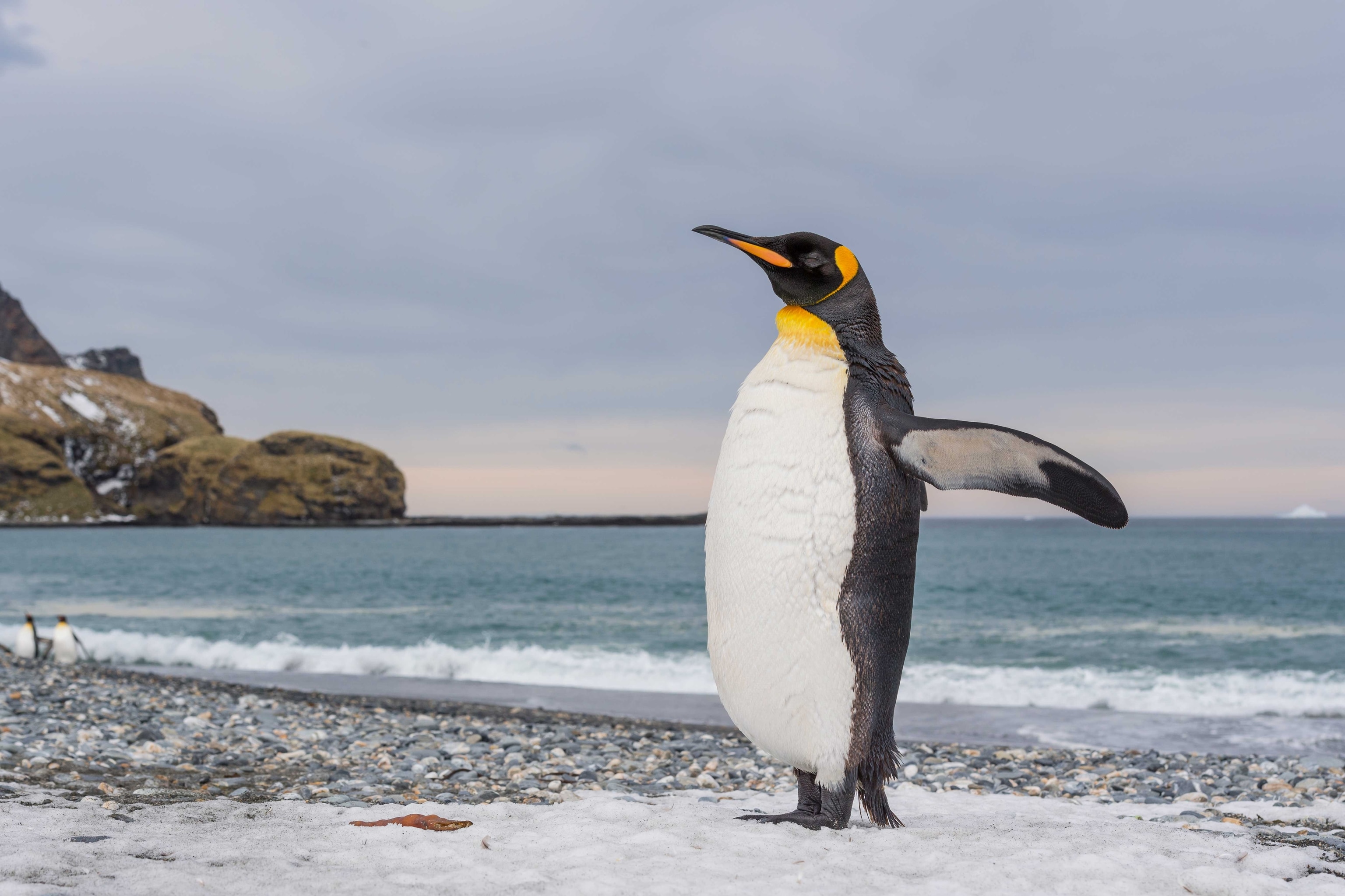 A penguin on a rocky beach