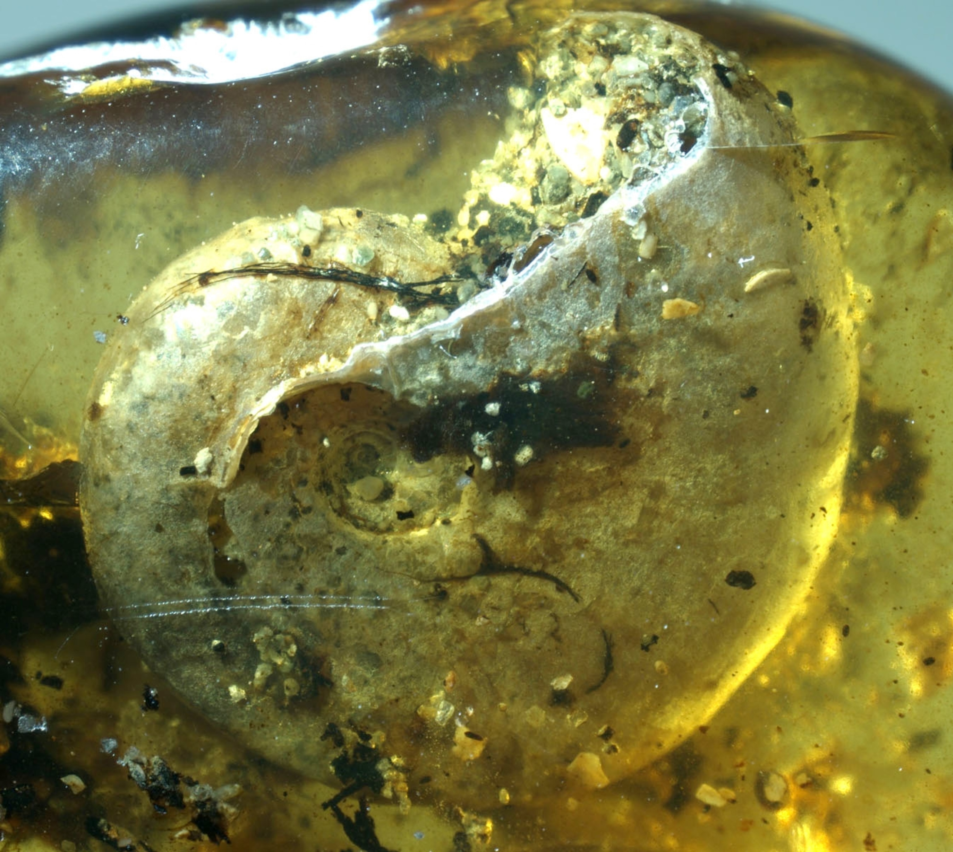 the ammonite in Burmese amber.