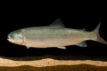 a rainbow trout