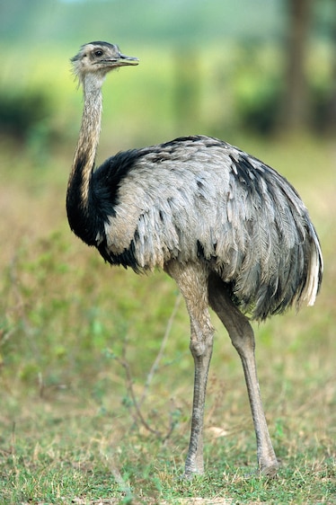 a greater rhea
