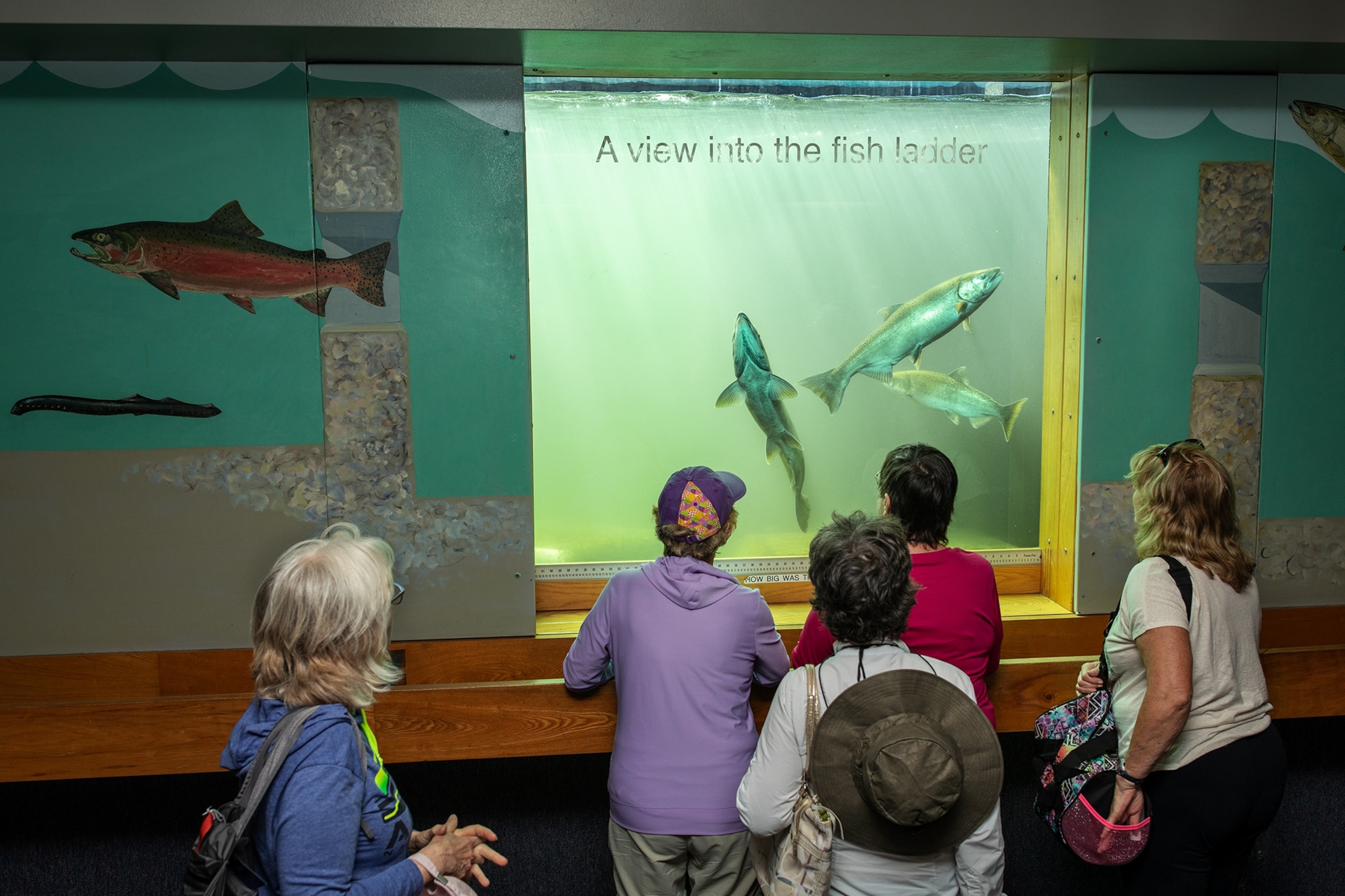 the viewing windows at the Bonneville Dam between Washington and Oregon