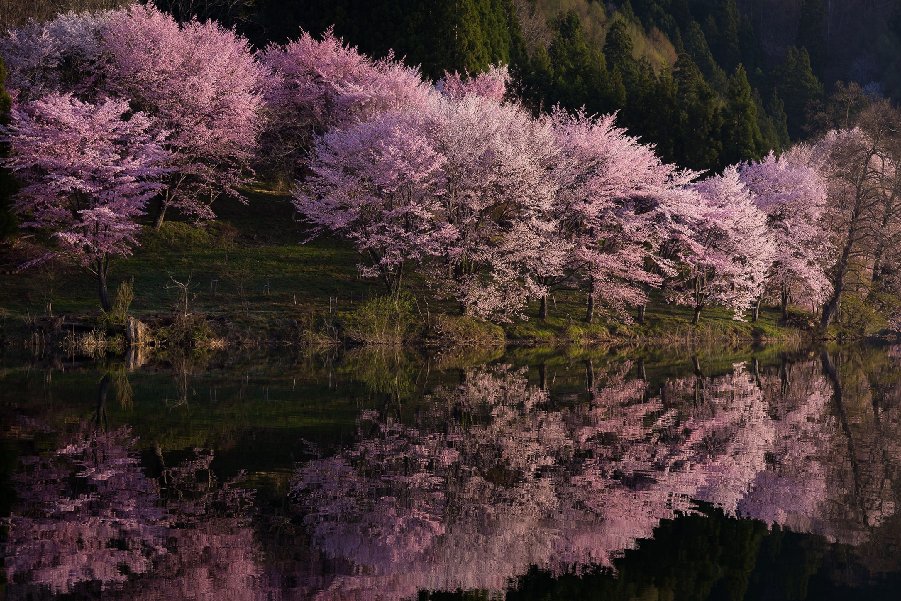Dark pink cherry blossoms reflect on a still lake