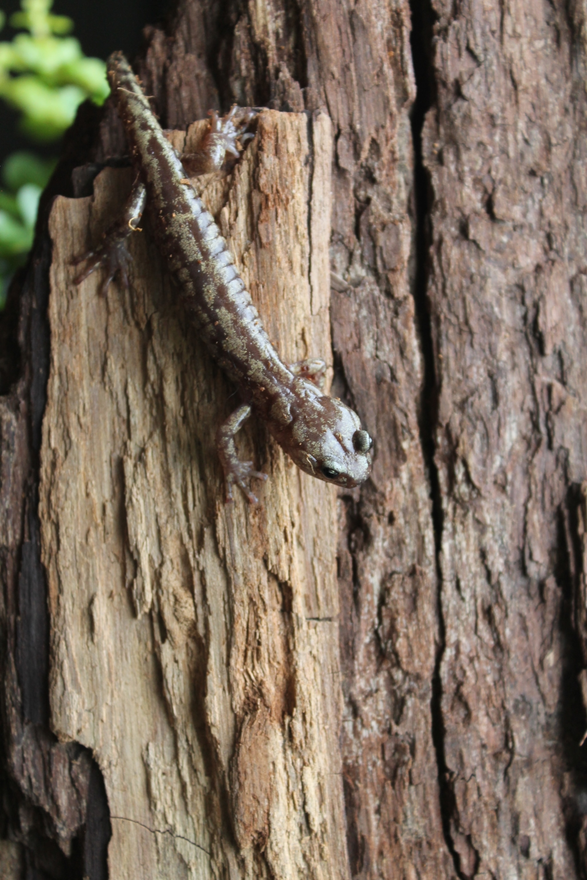 Picture of an adult wandering salamander clinging to the side of a redwood tree.
