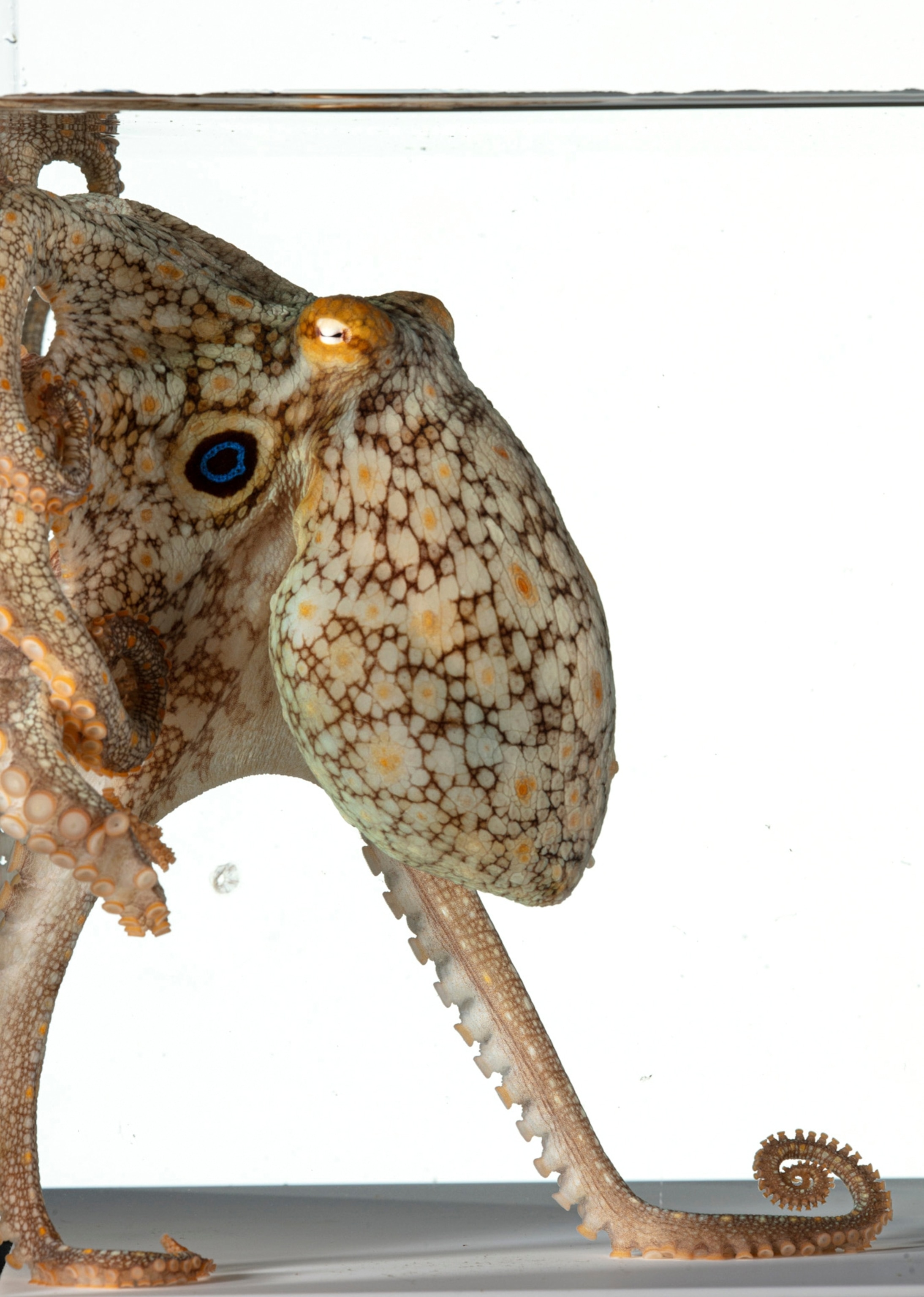 Octopus with large eye-like sport.