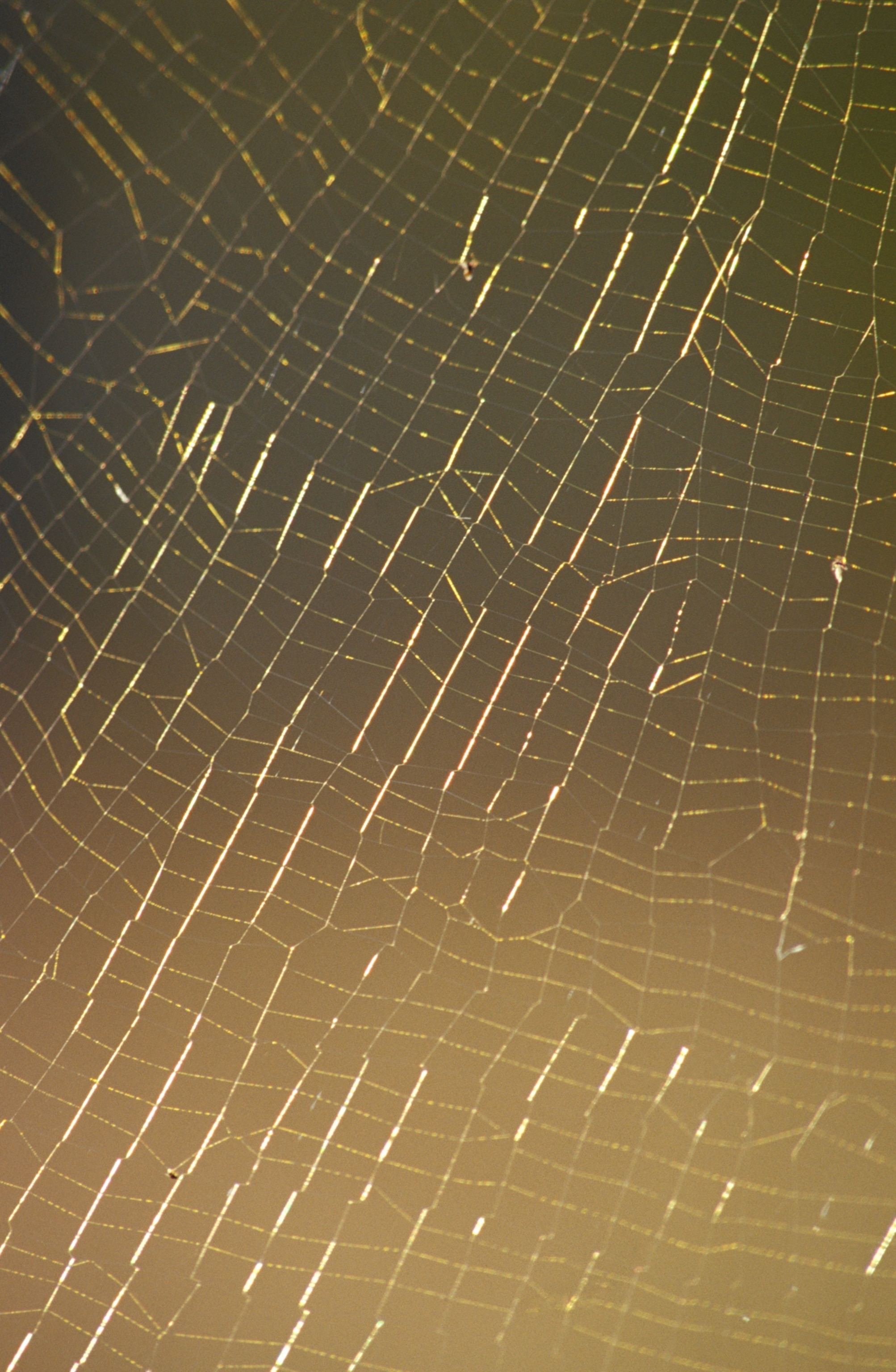an orb spider web glistening against light