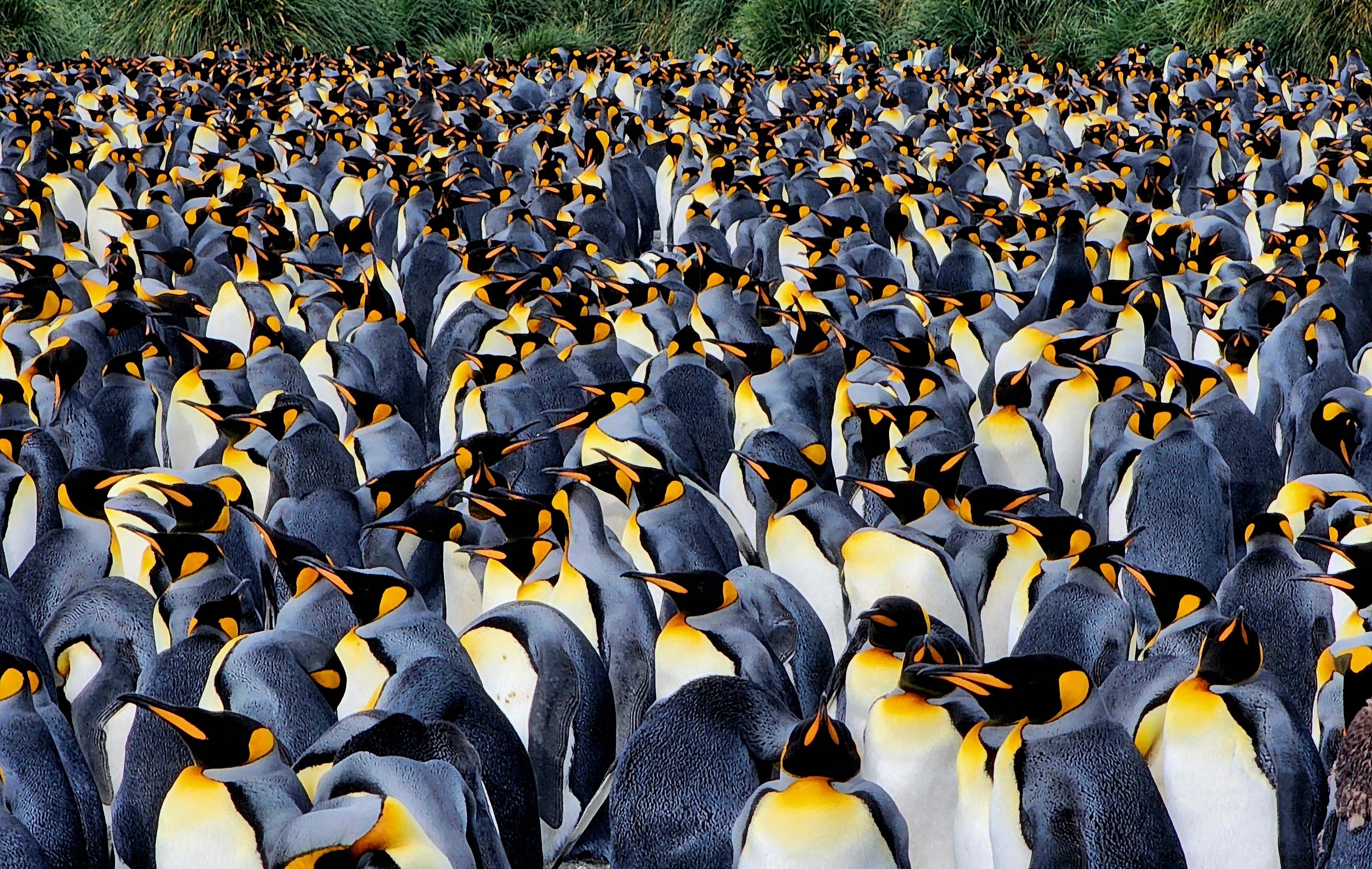 King penguins crowd together on the beaches of Gold Harbour in South Georgia.