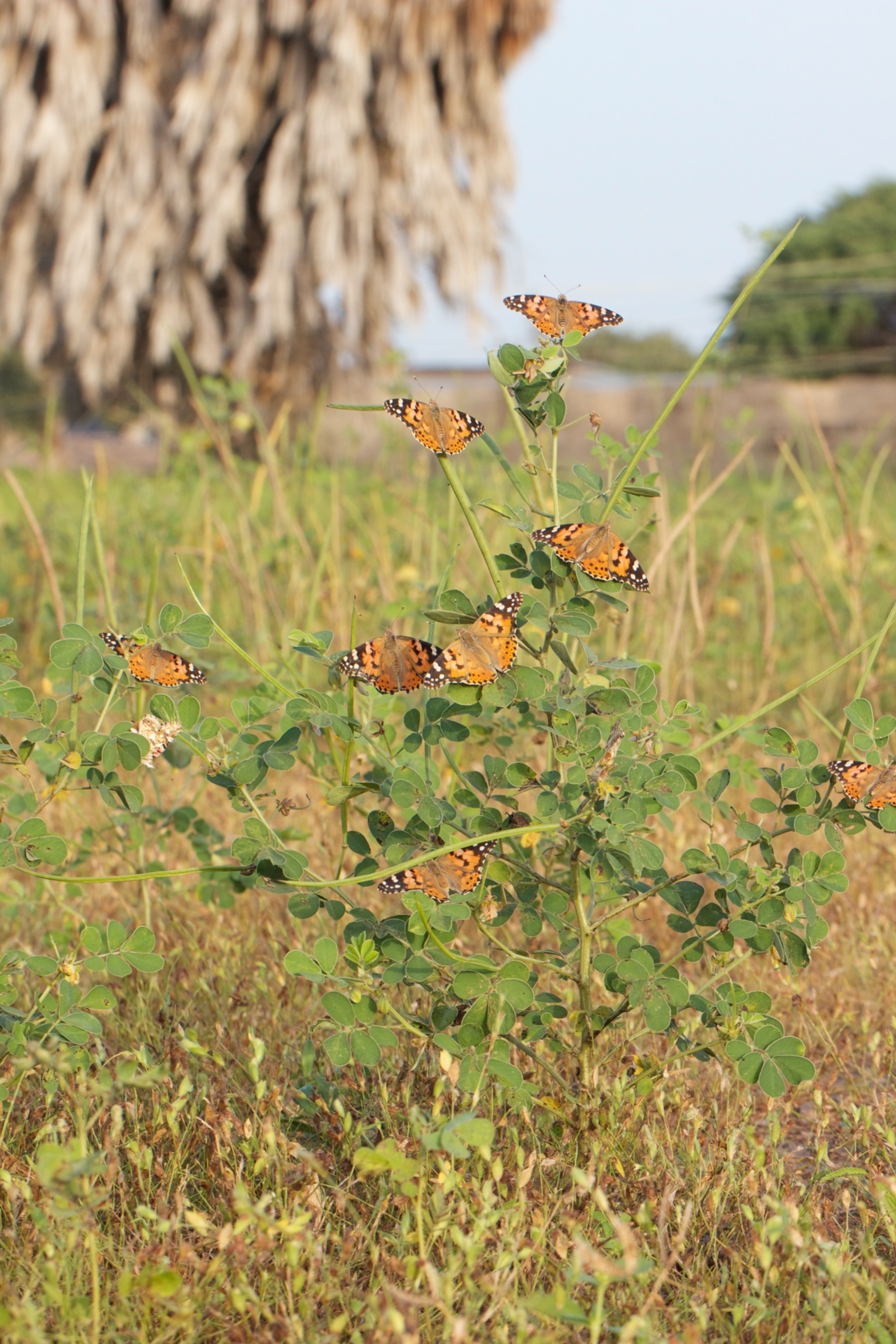 A group of butterflys on a bush.