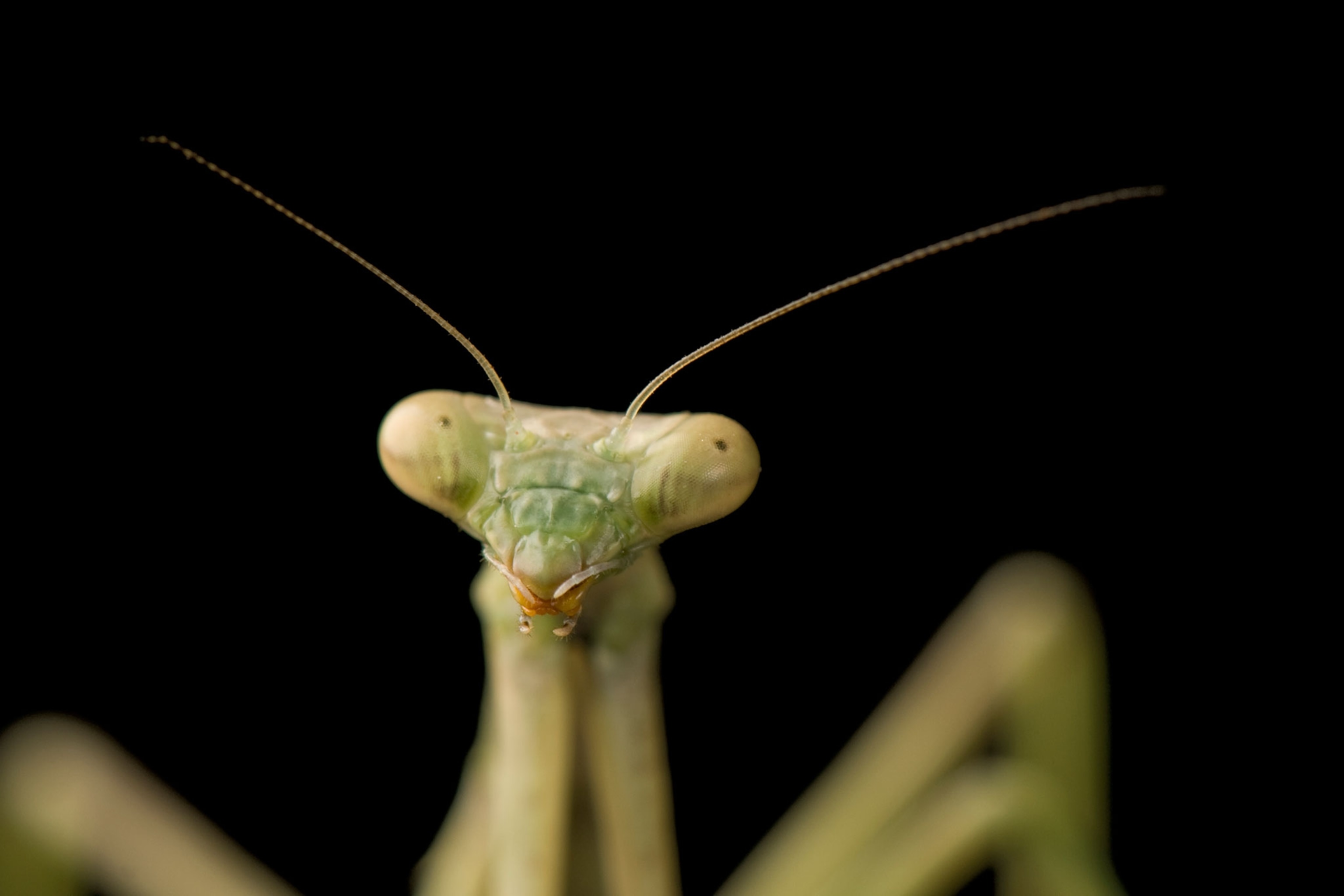 a praying mantis