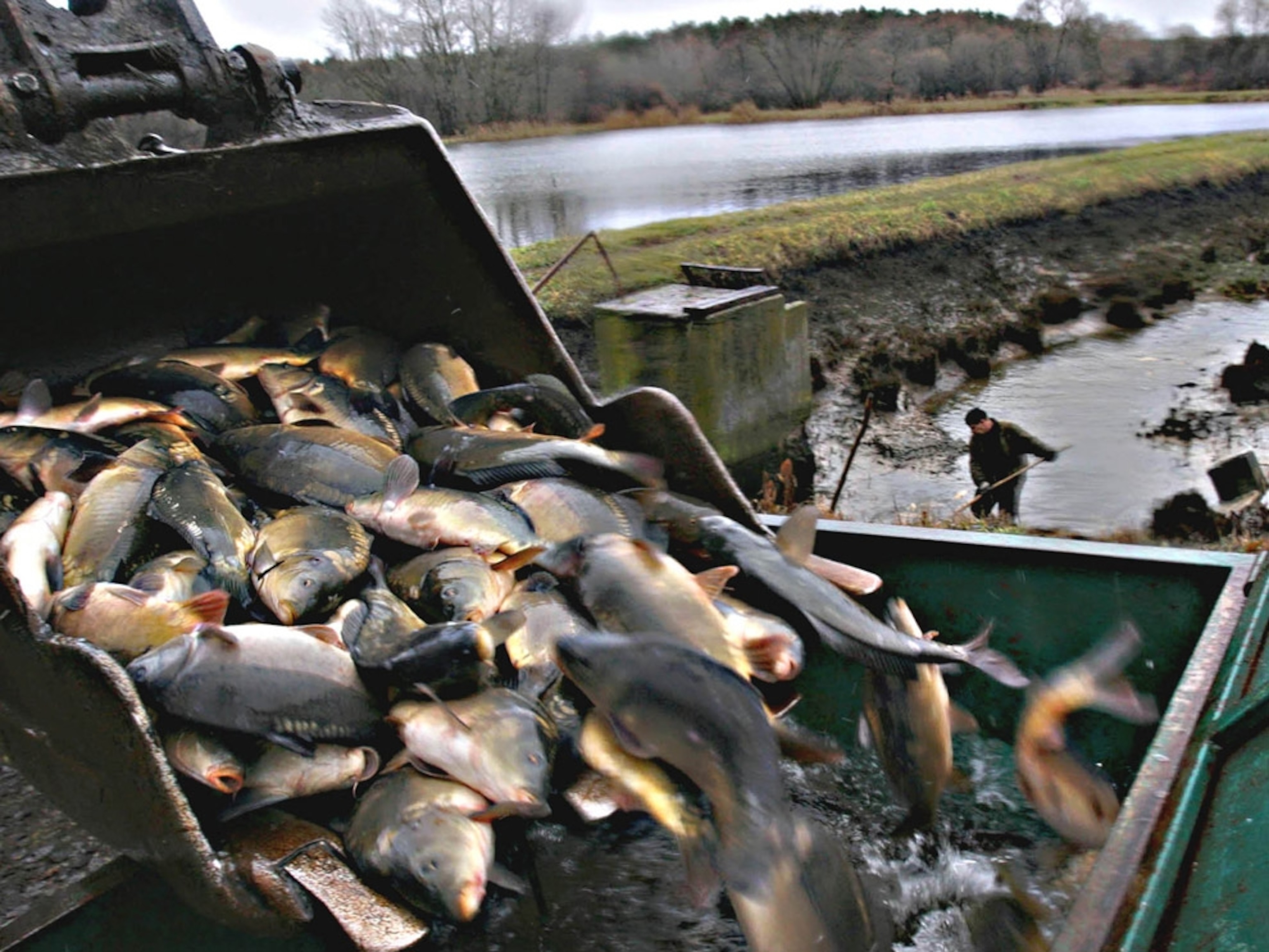 Carp farm