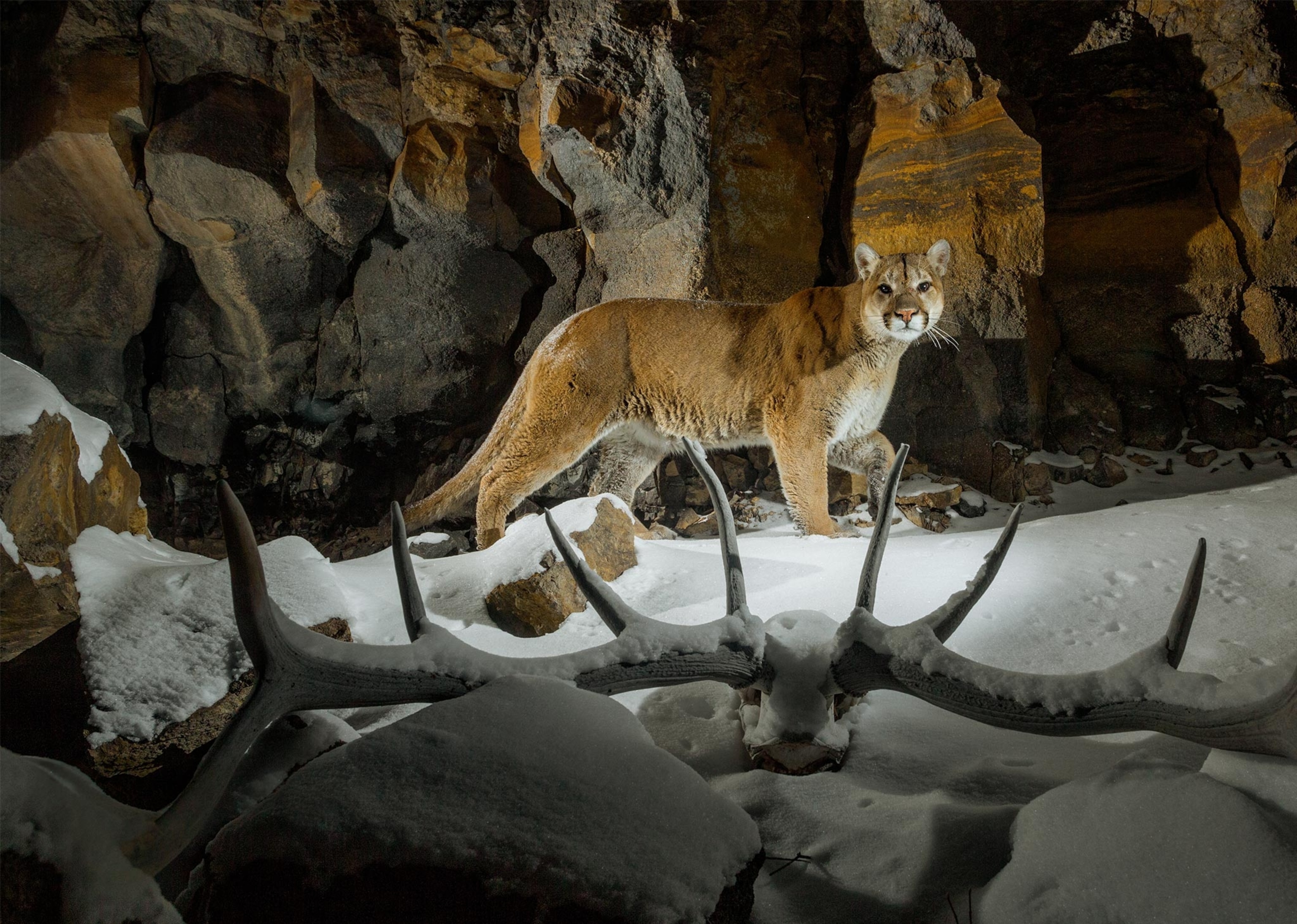 a Yellowstone National Park cougar
