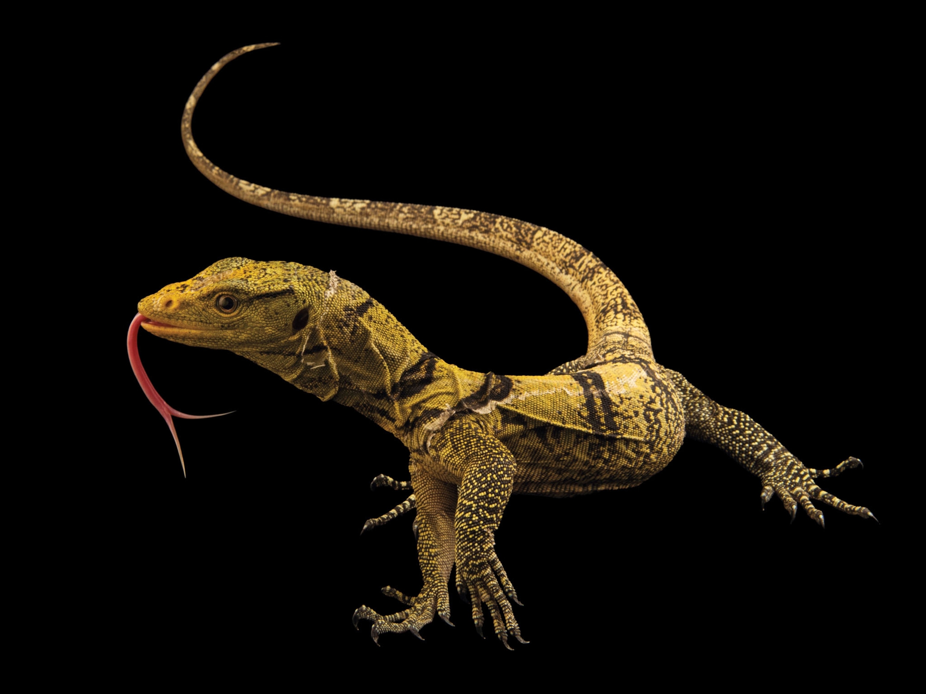 a grays monitor