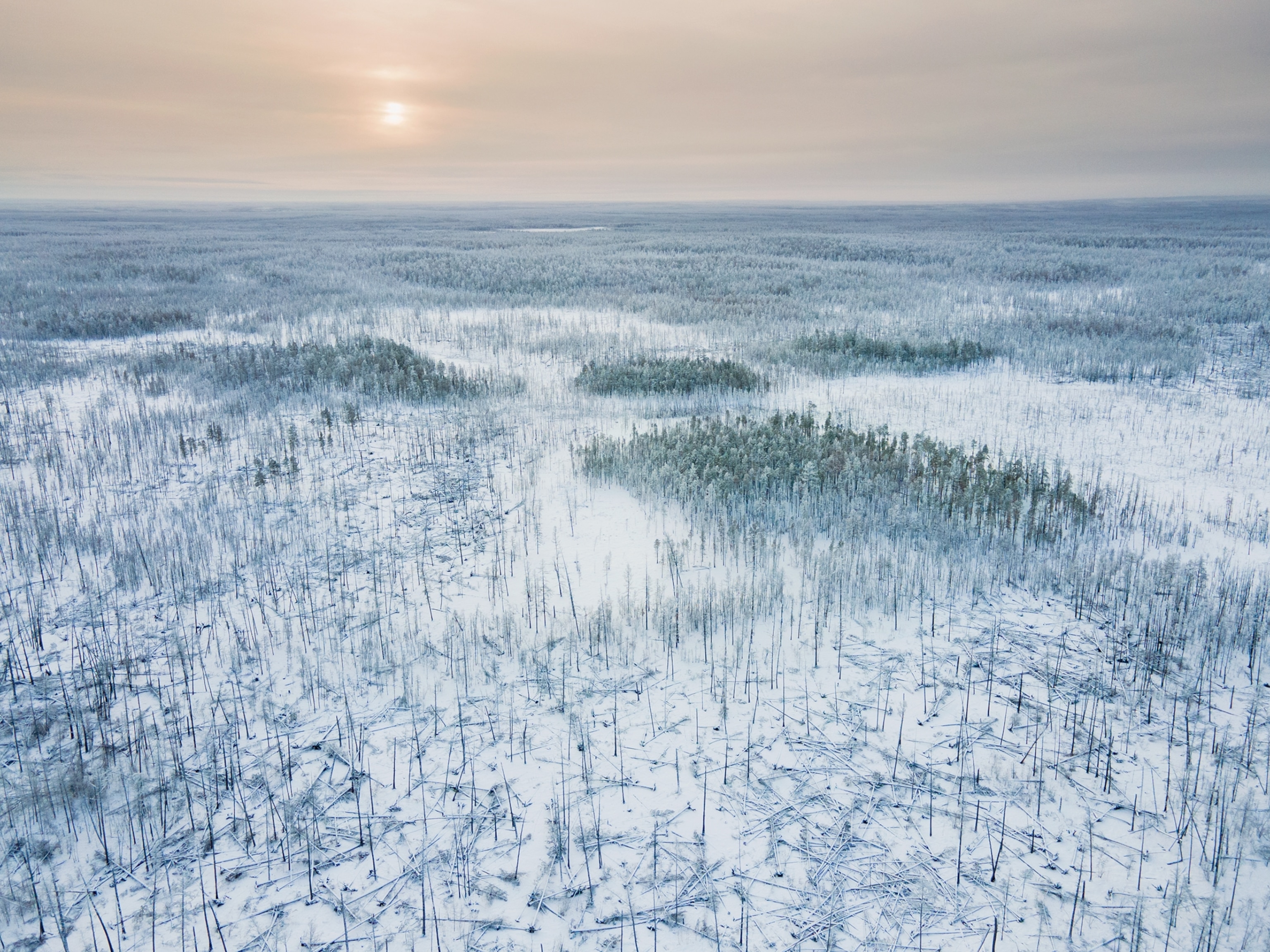 Picture of burnt forest covered with snow.
