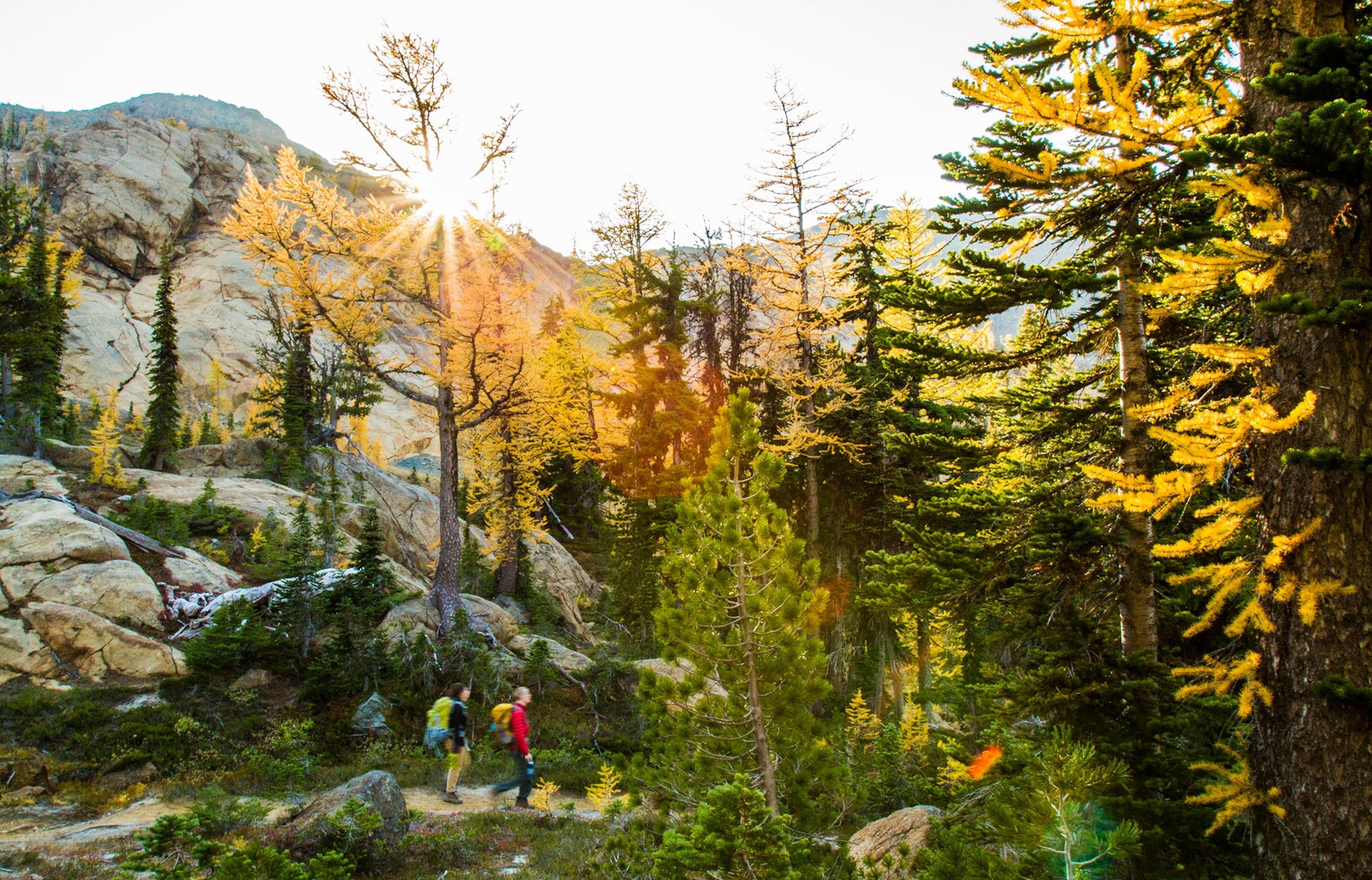 A couple dressed in hiking clothes walk through Larch trees in their autumnal shades of yellow. The sun is low and beams of light shine through the trees casting an orange glow over the image.