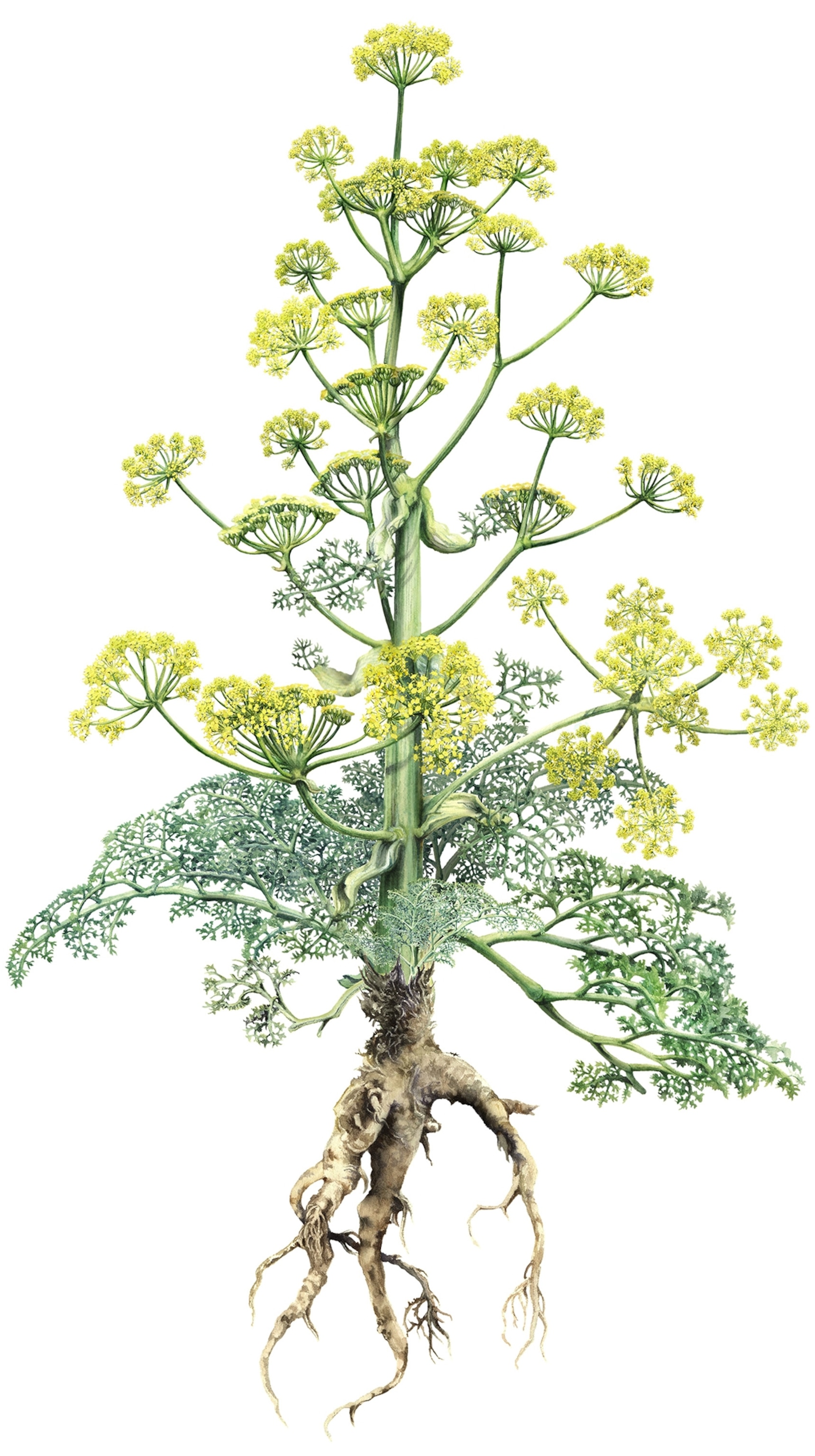 Illustration of a large plant with many branches of small yellow flowers, green leaves at the bottom, and roots