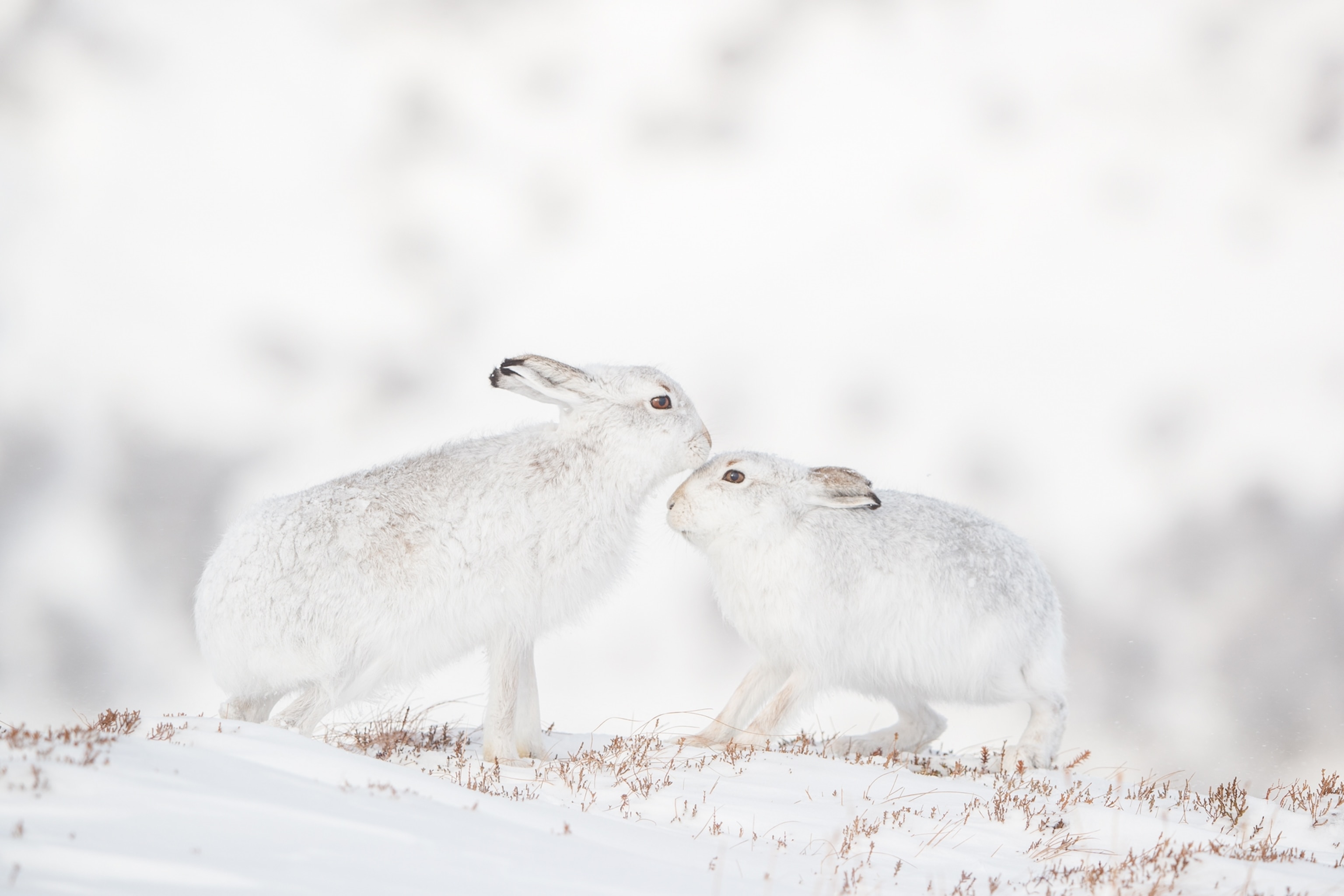 Picture of two hares inspecting one another gently with their noses back and forth.