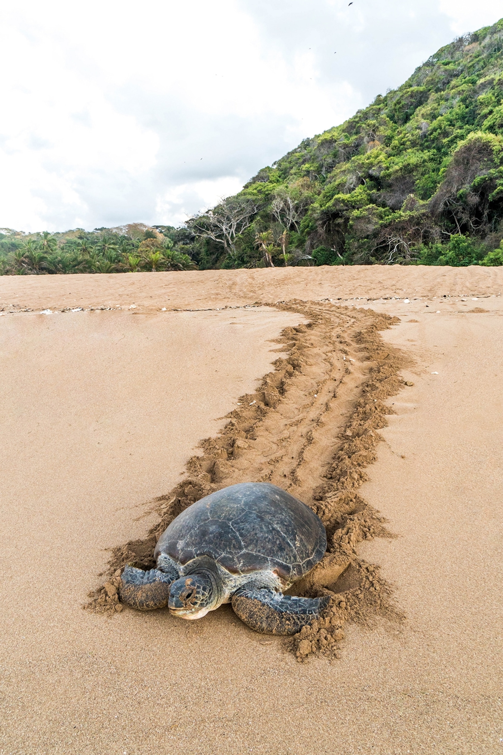 a turtle on a beach