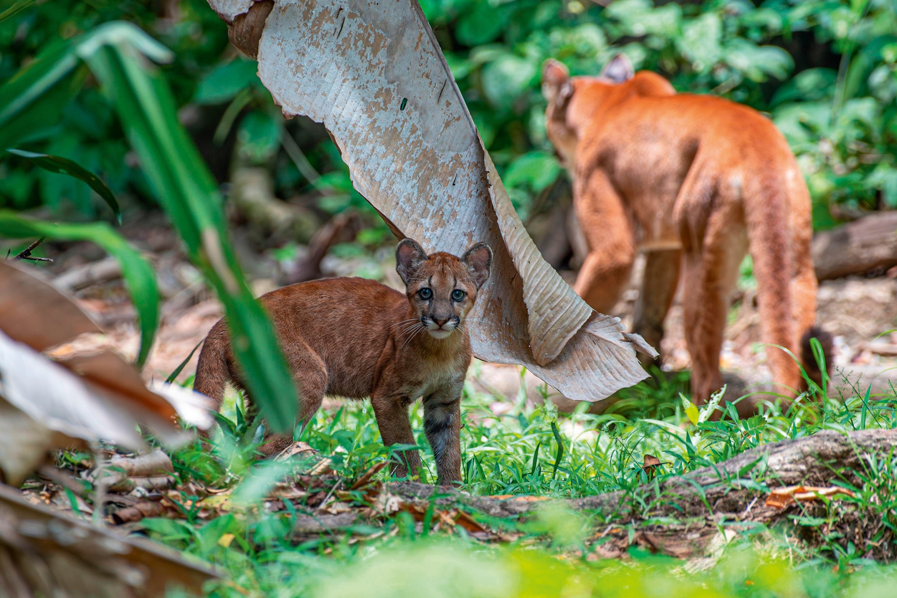 A close shot of a wild puma with a cub in a national park. The puma is looking directly at the camera.