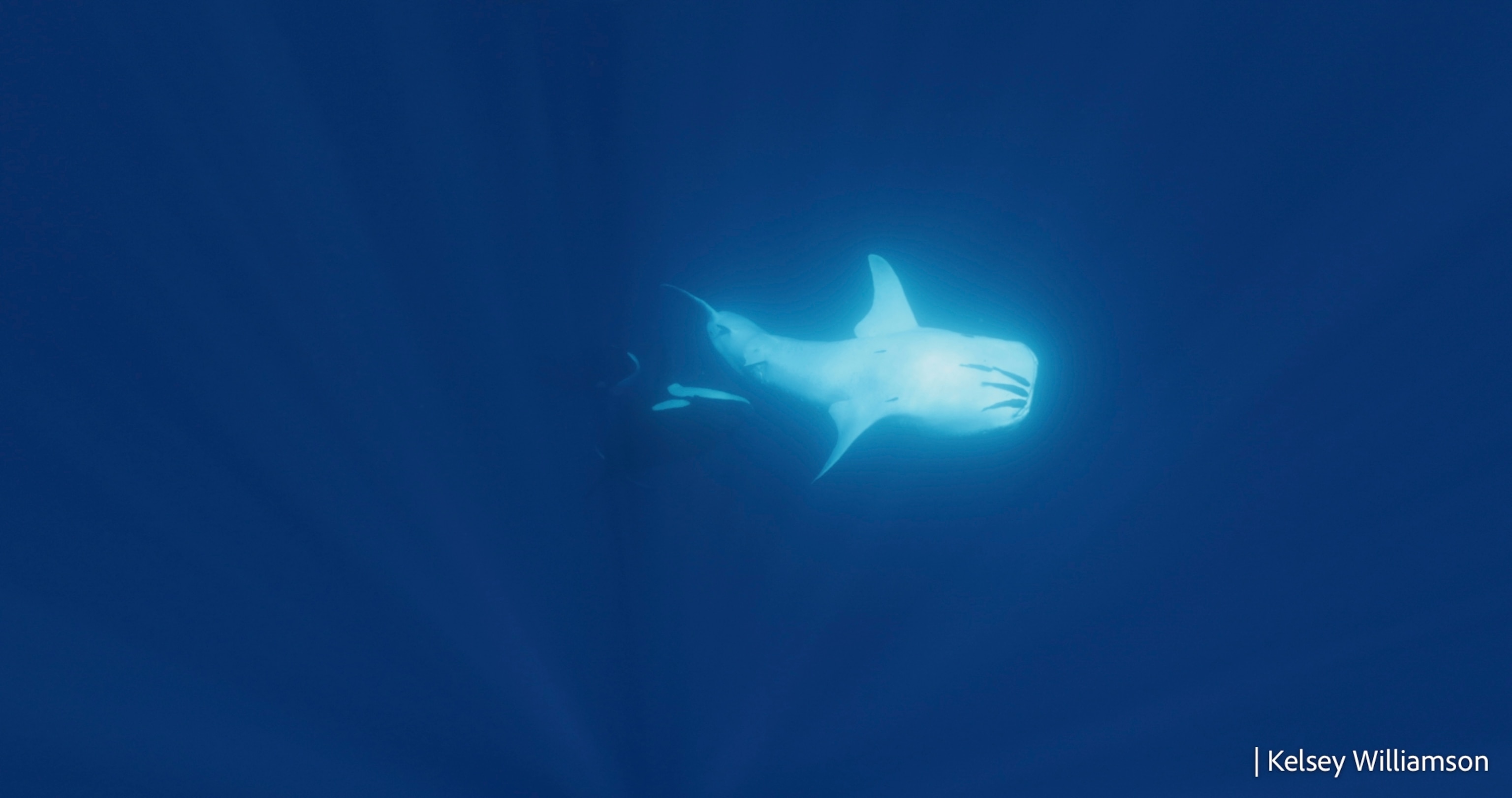 The whale shark appears brighter in color a orca can be seen in the distance.