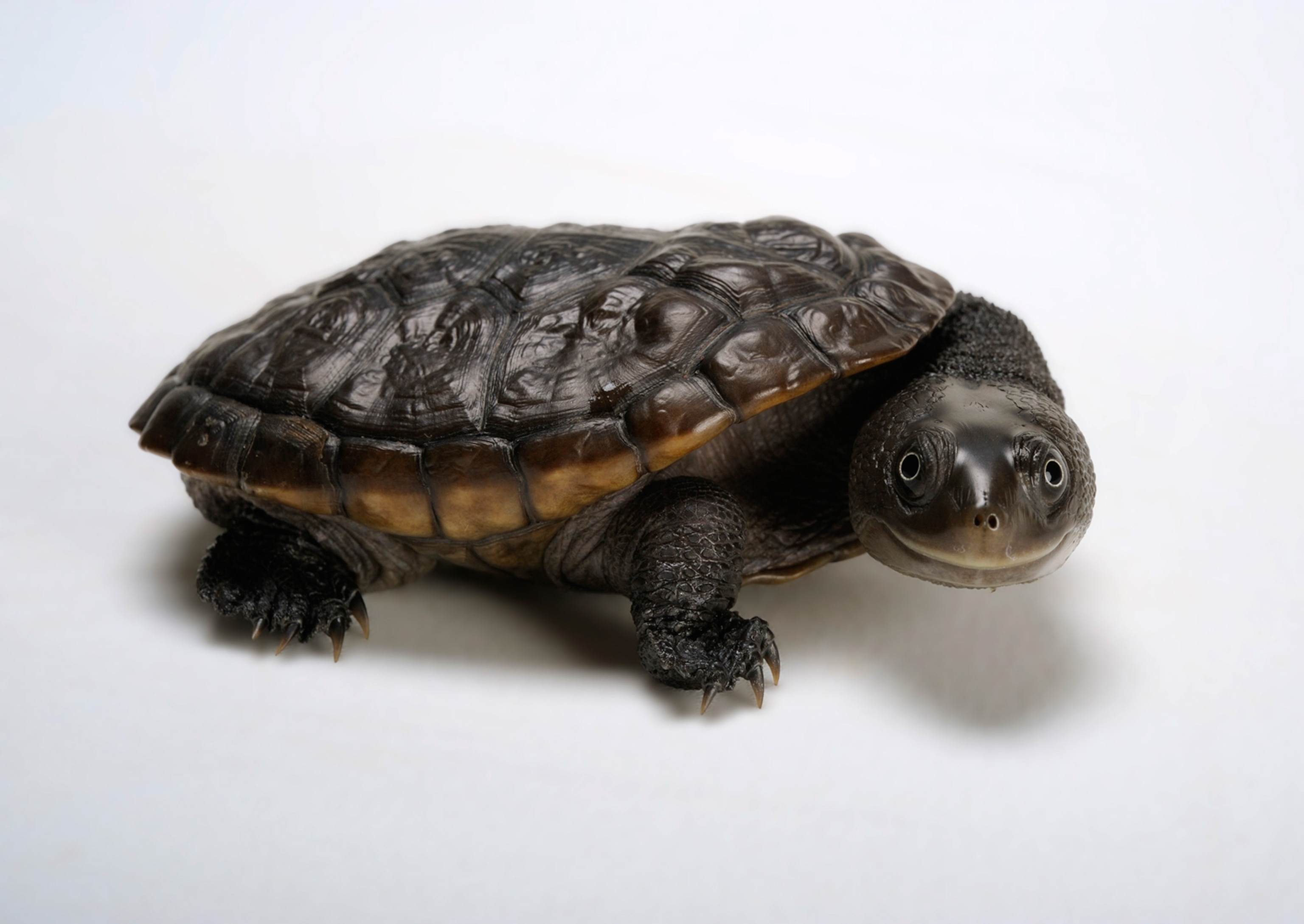 a Reimann's snake-necked turtle