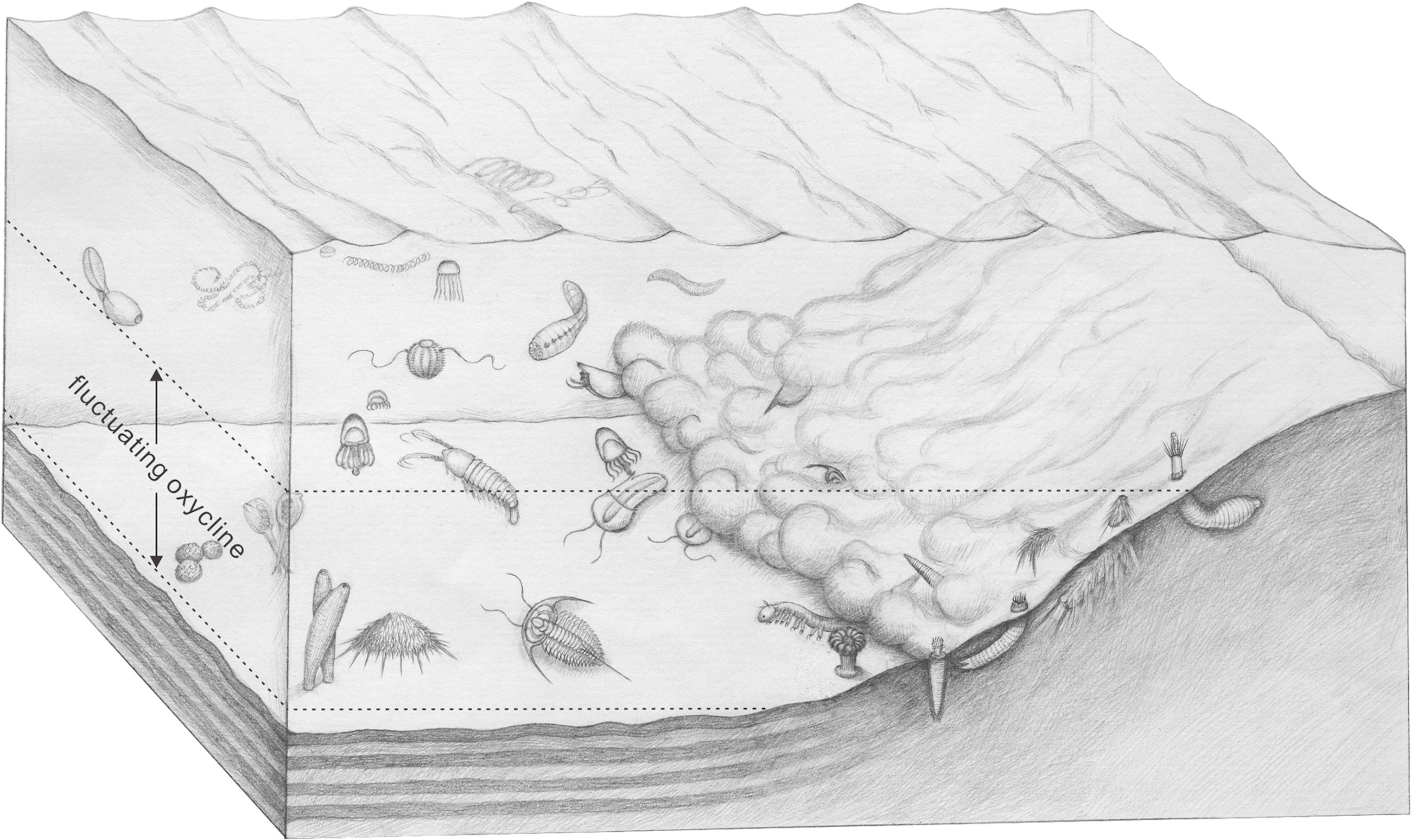 an illustration of Qingjiang biota.