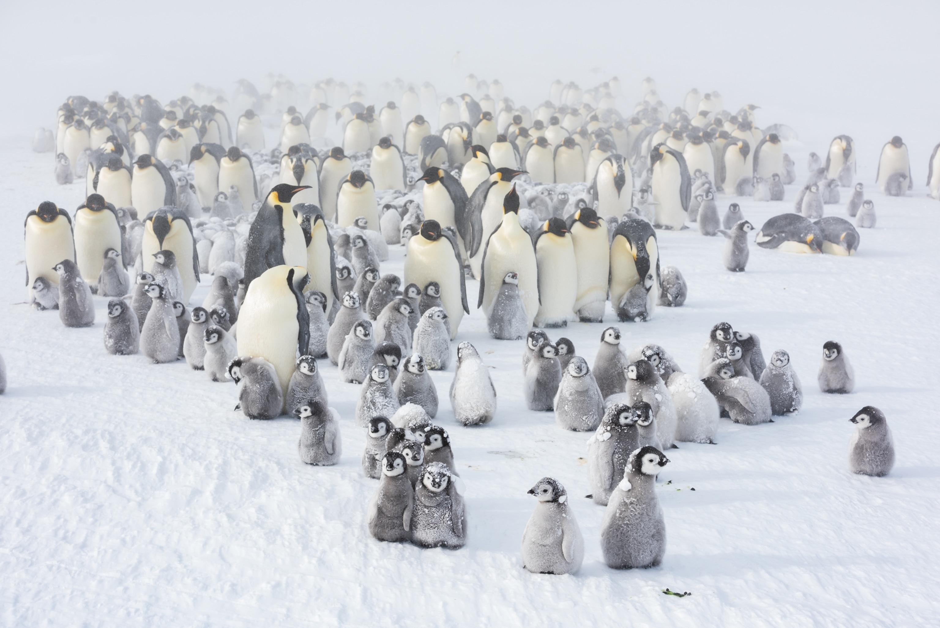 group of adults and chicks in blizzard.