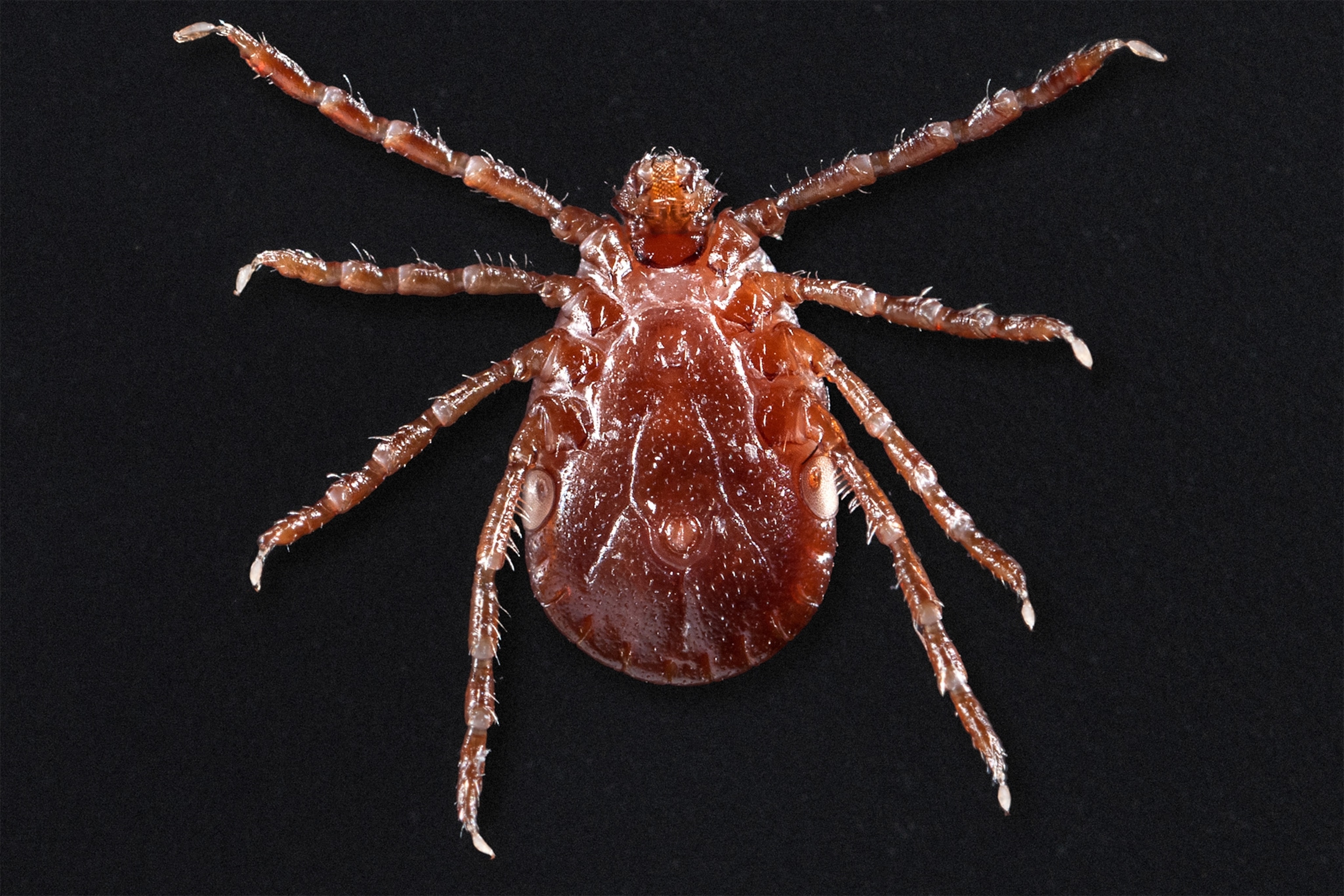 a longhorned tick