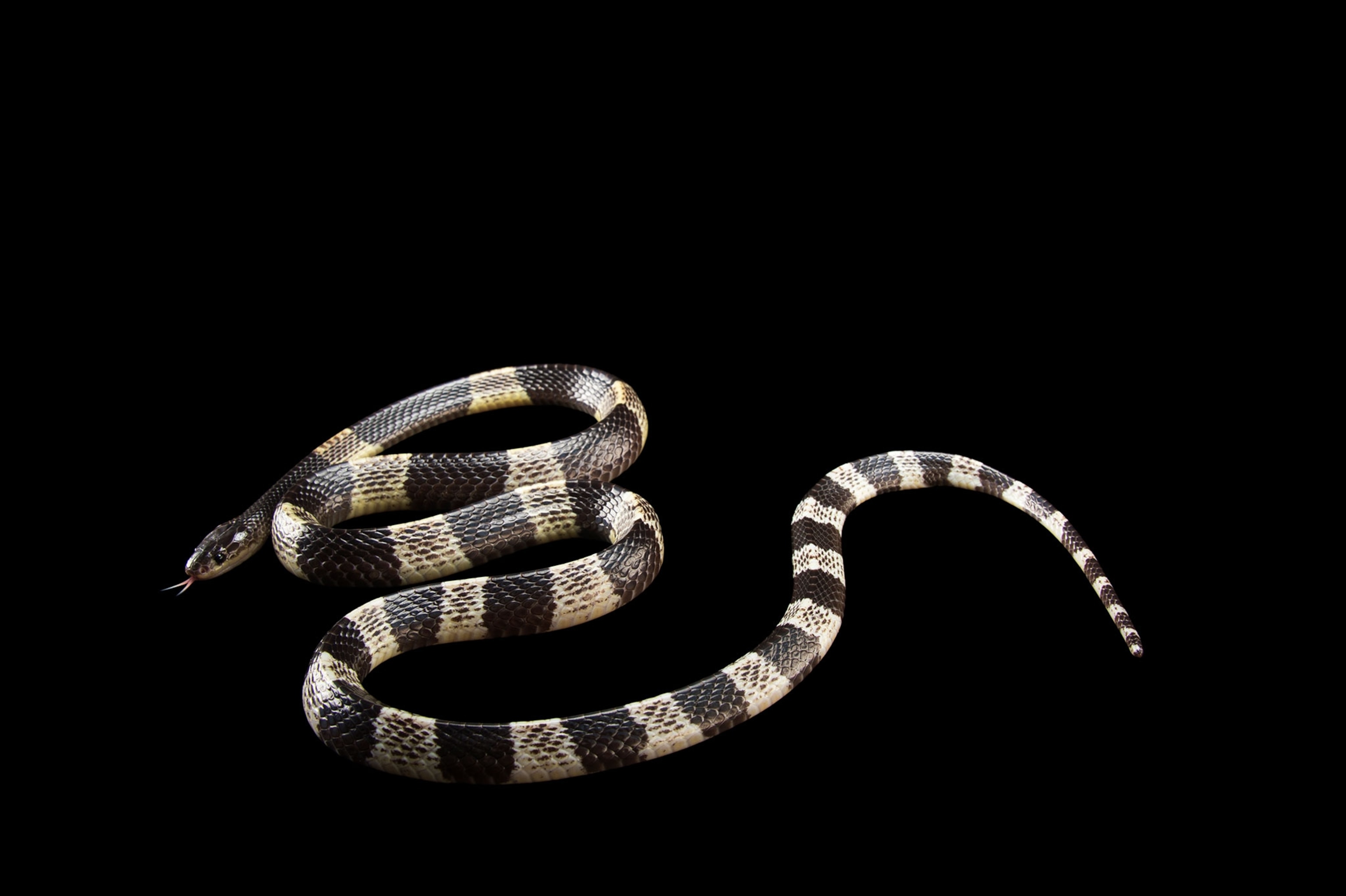 snake