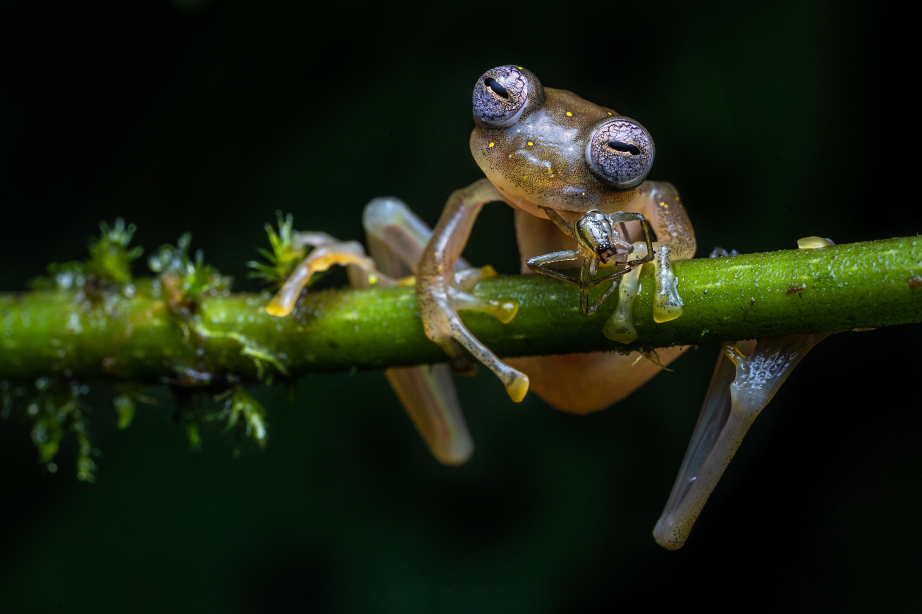 Picture of a glass frog with a spider in its mouth.