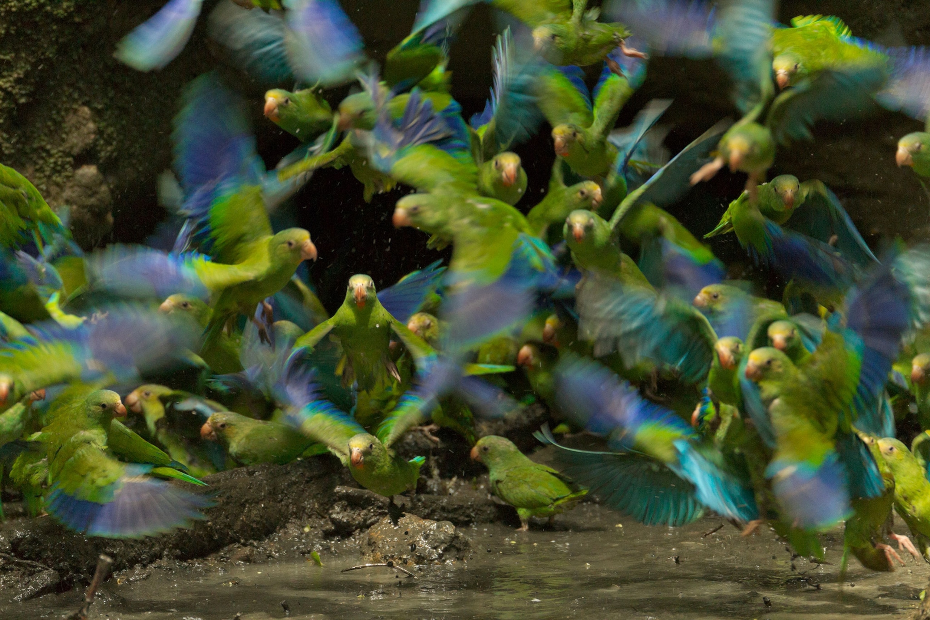 parakeets