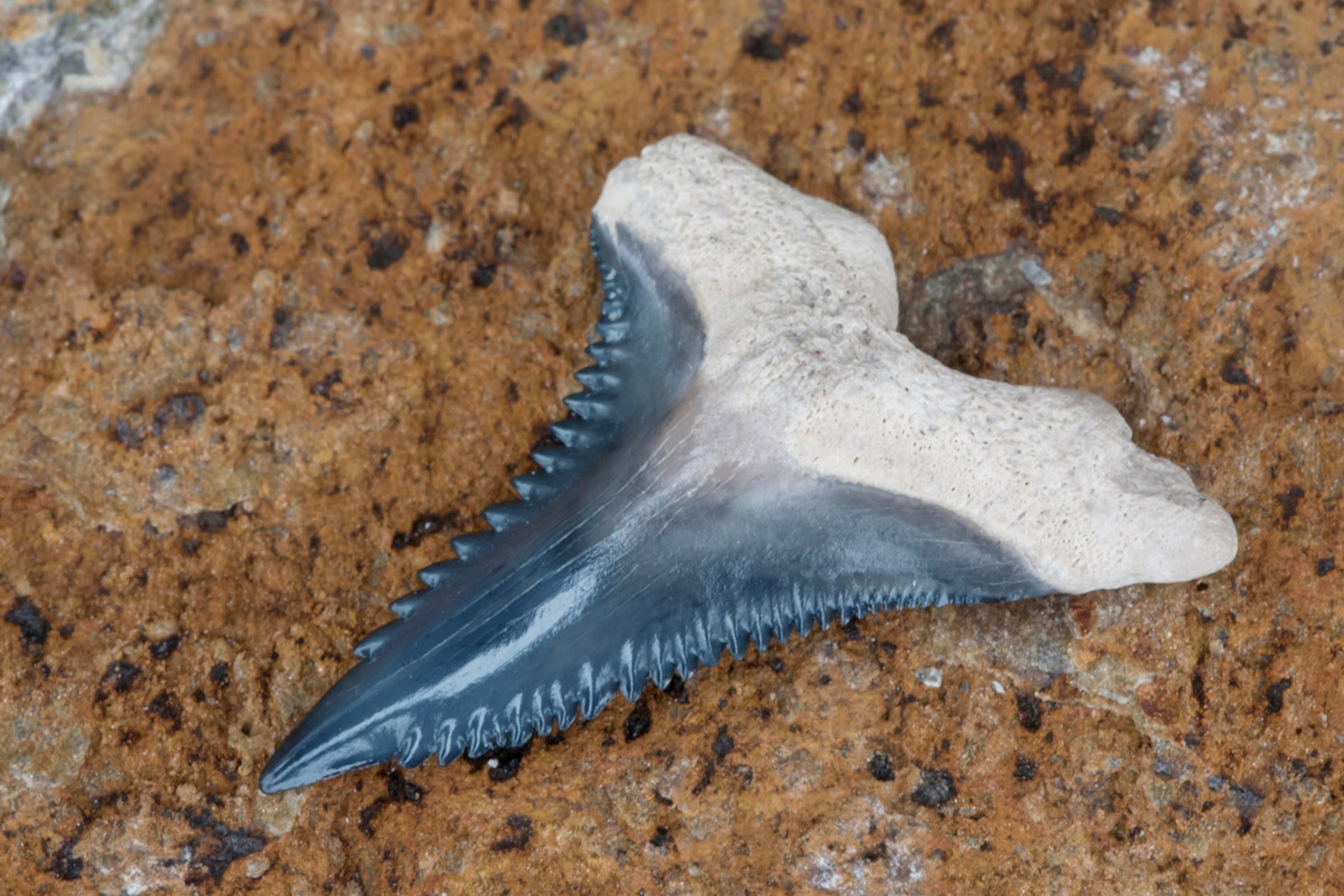 Rare Prehistoric Hemipristis (snaggletooth) Shark Tooth Fossil