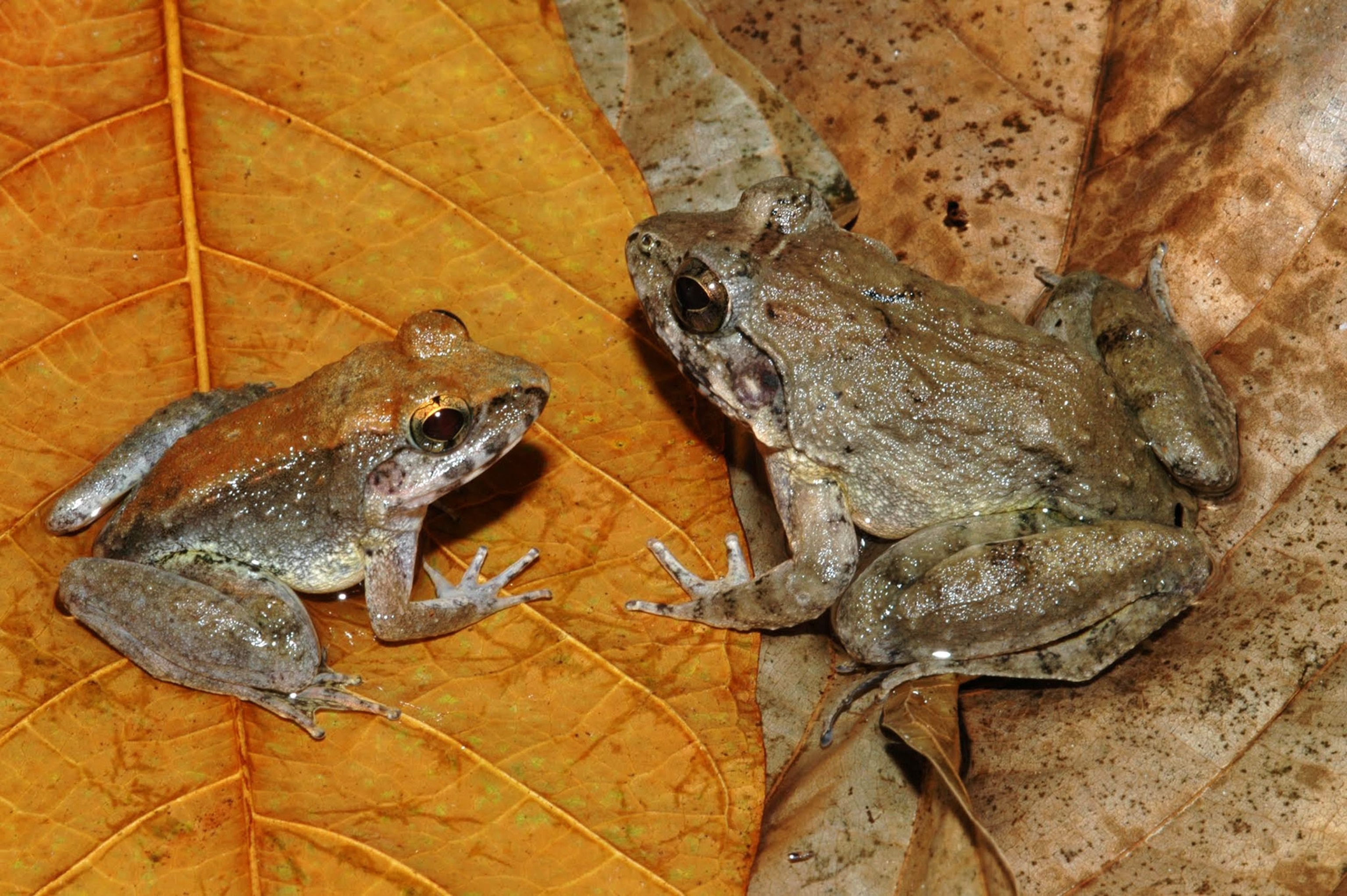 frogs