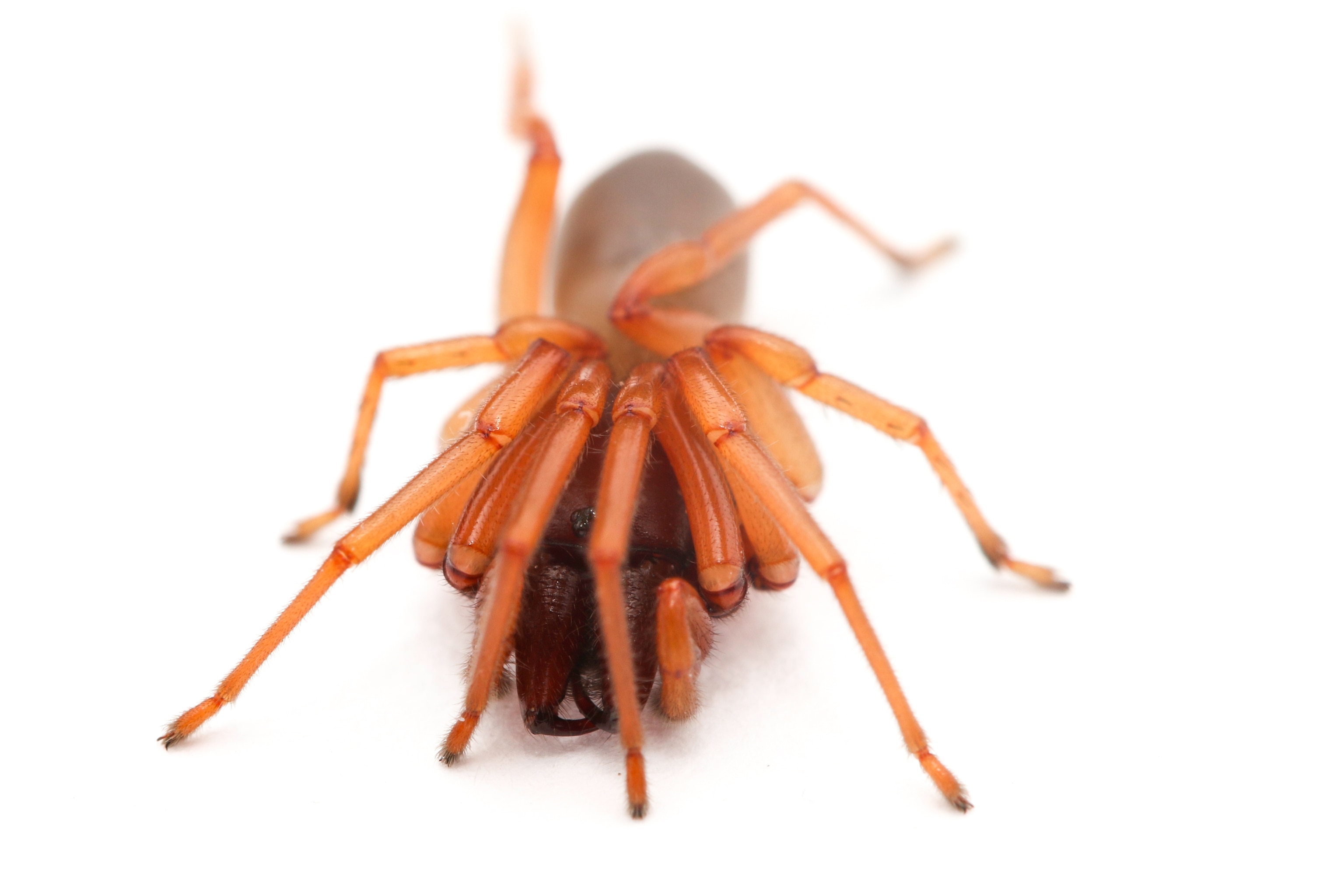 Spider curled up in fear on white background.