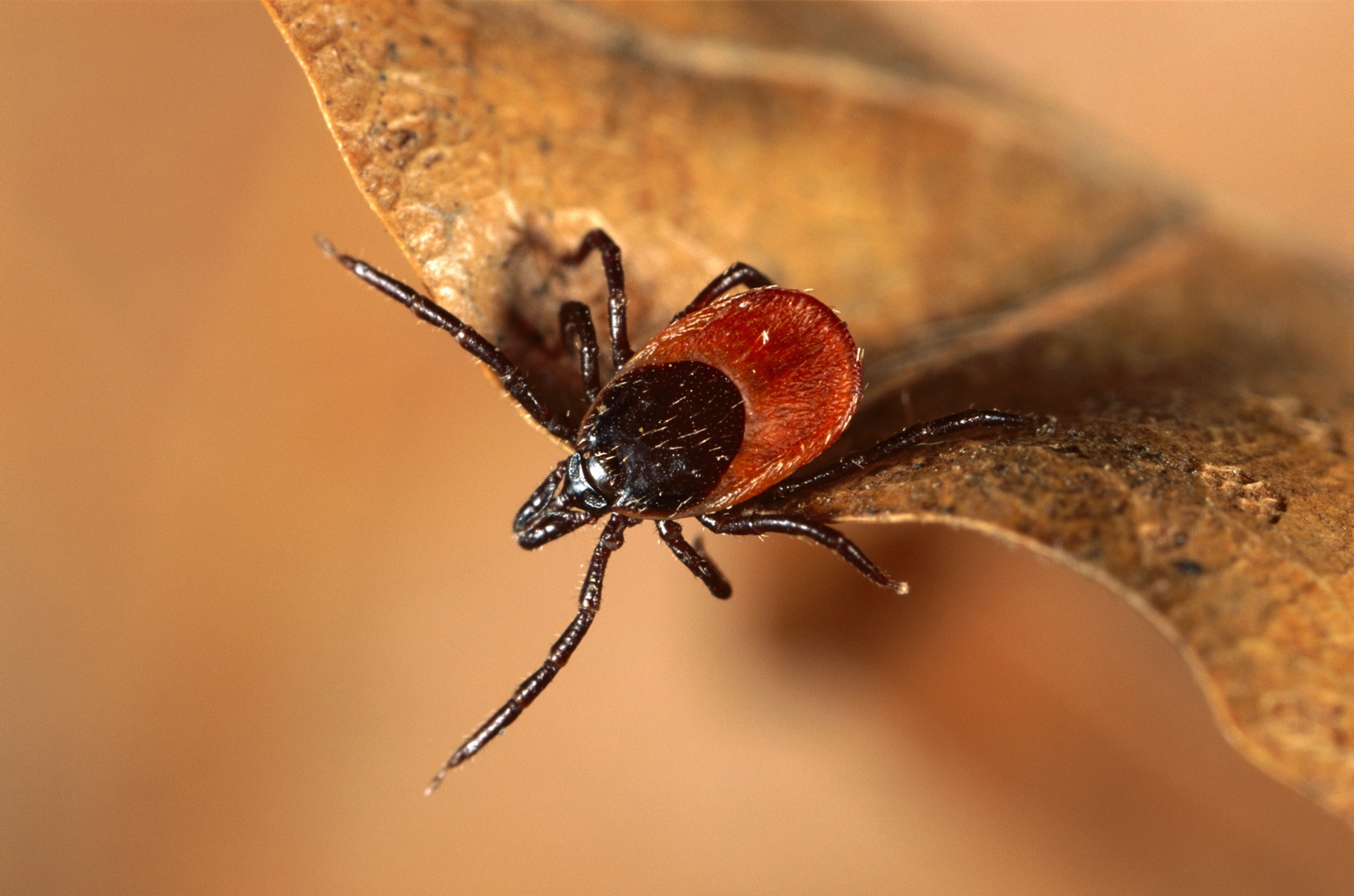 Sheep Tick (Ixodes ricinus) on the tip of a brown leaf