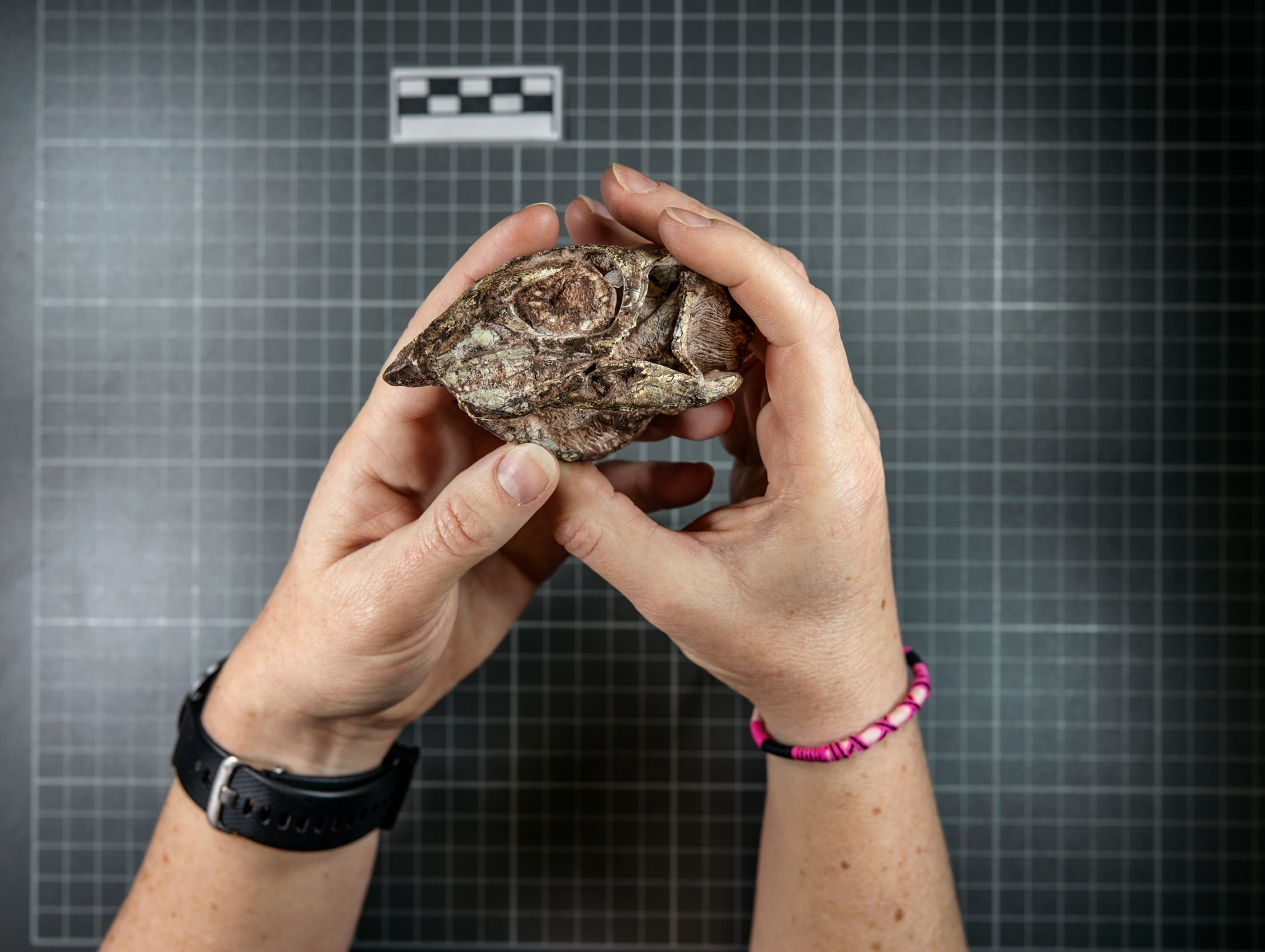 hands holding a small fossil