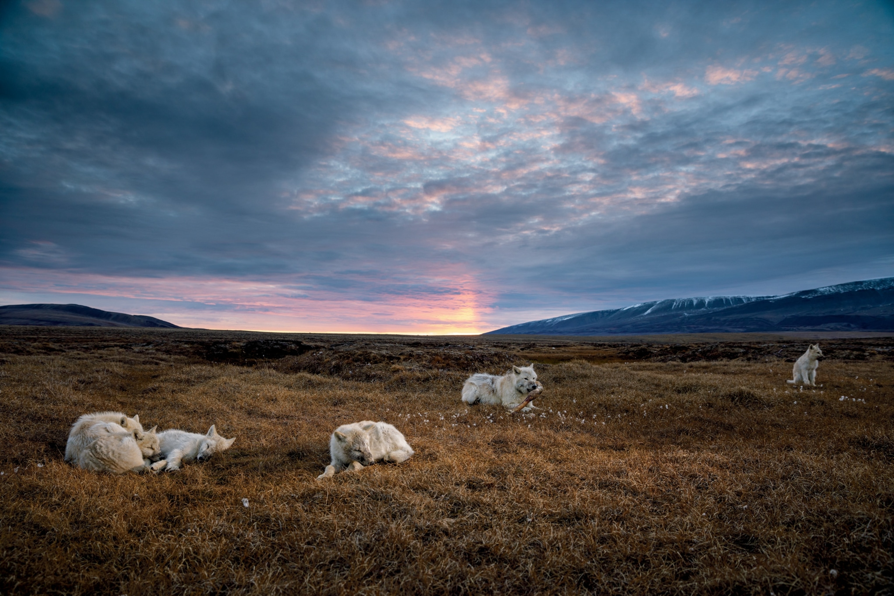 a pack of wolves resting at dusk after a feeding